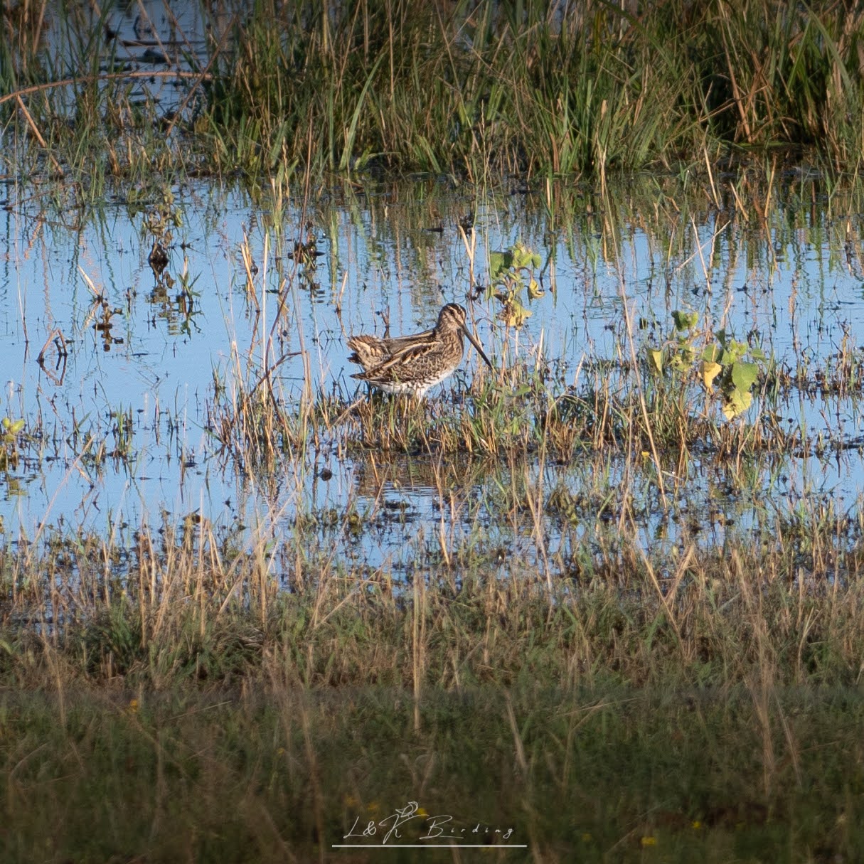 Common Snipe