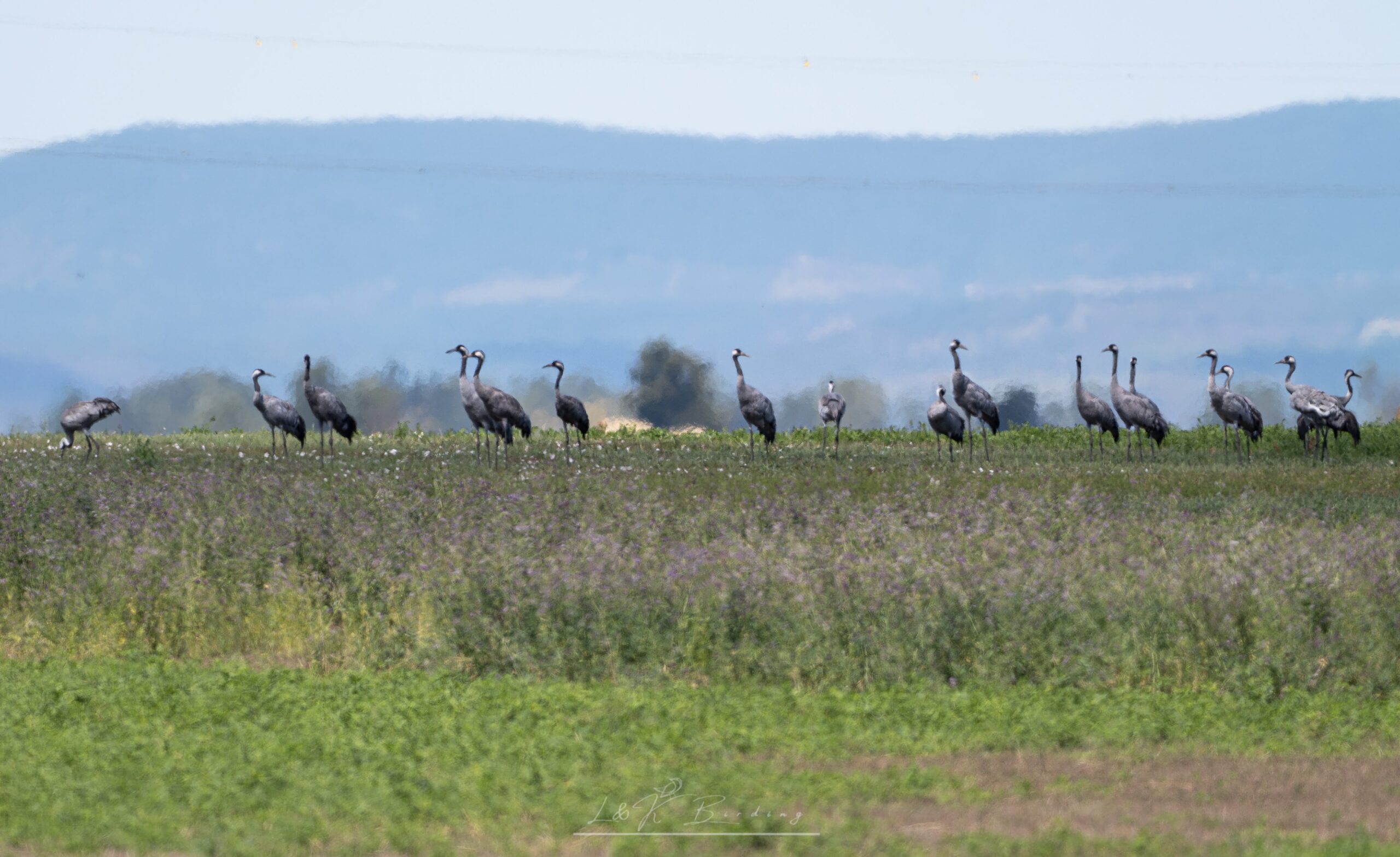 Common Crane
