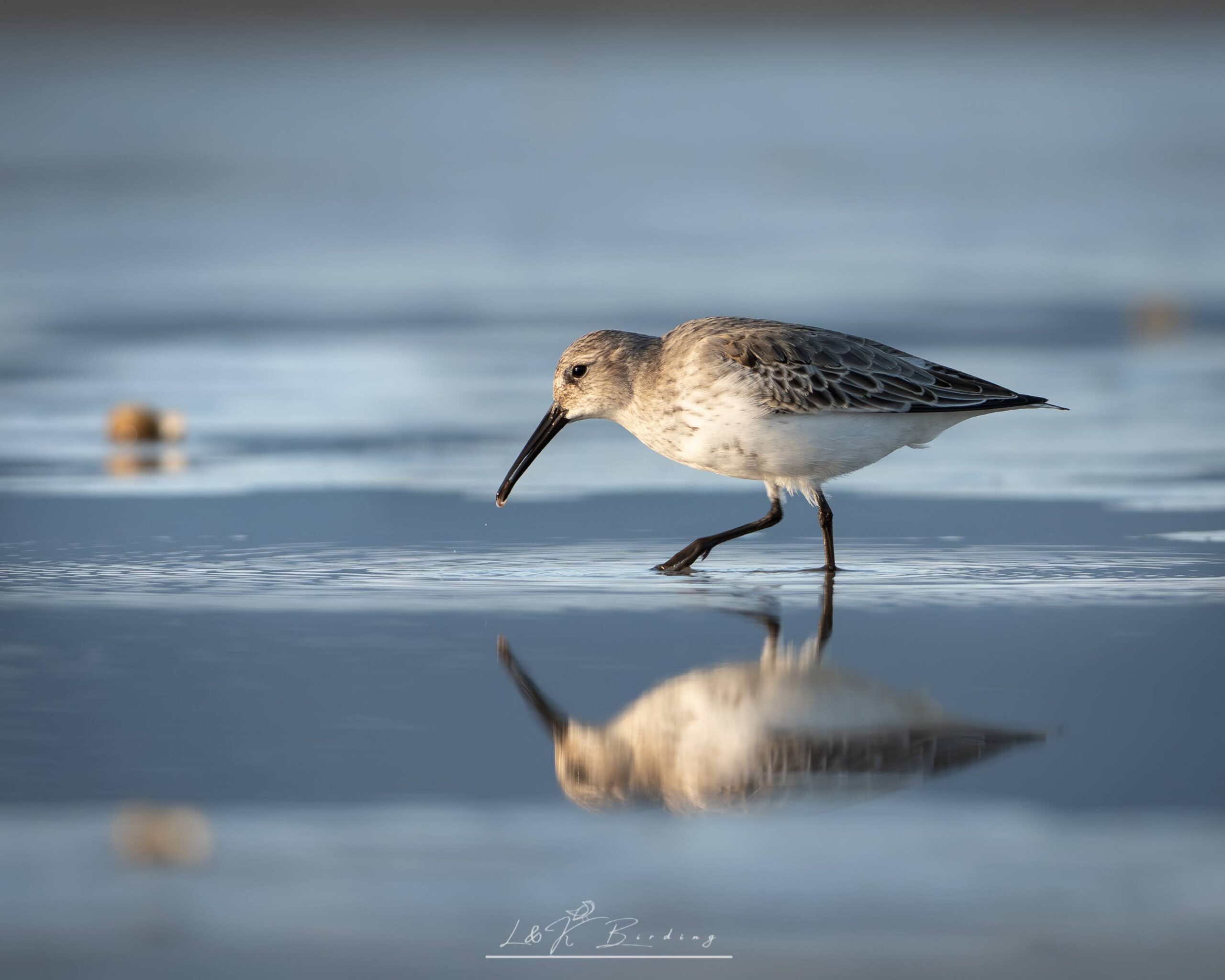 Dunlin