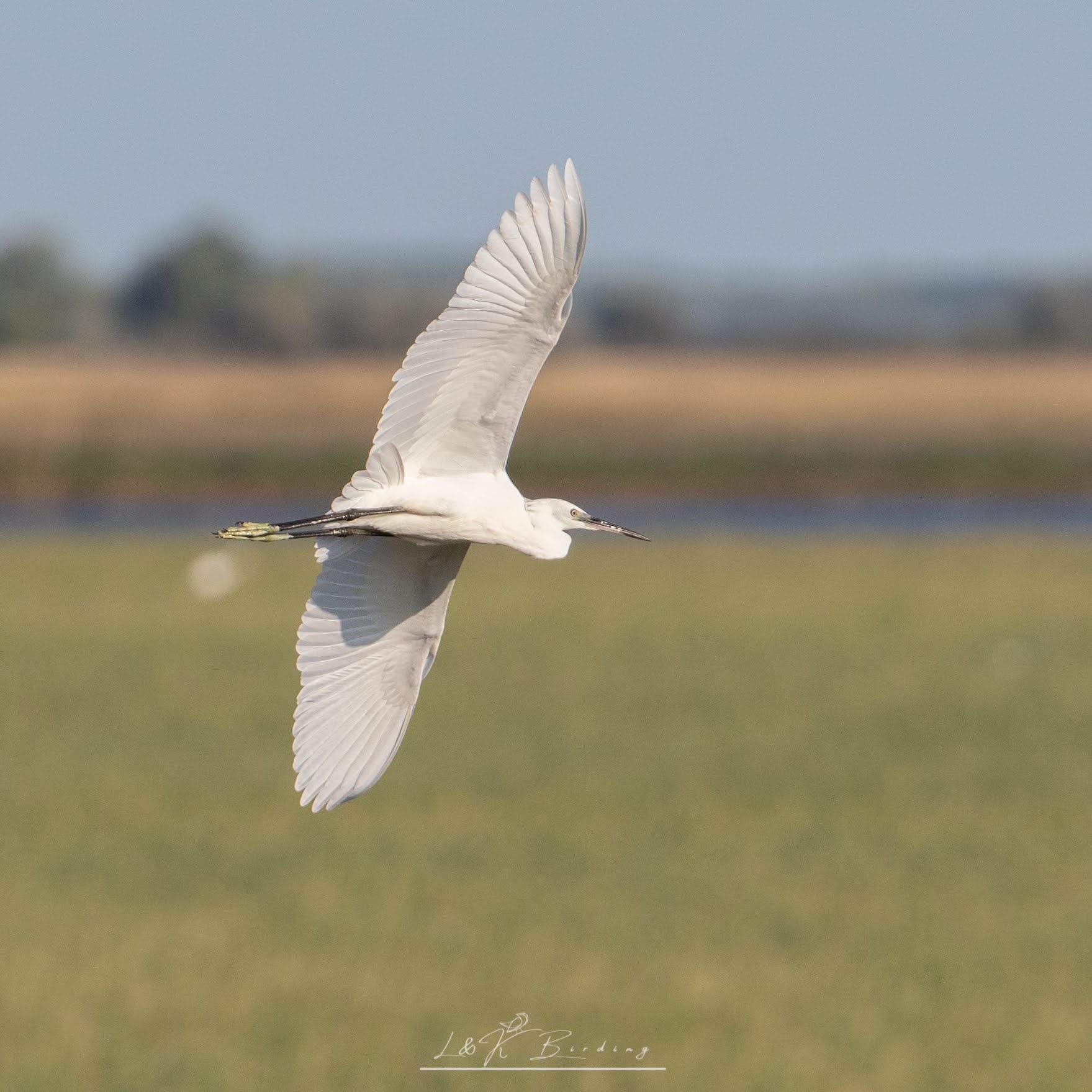 Little Egret