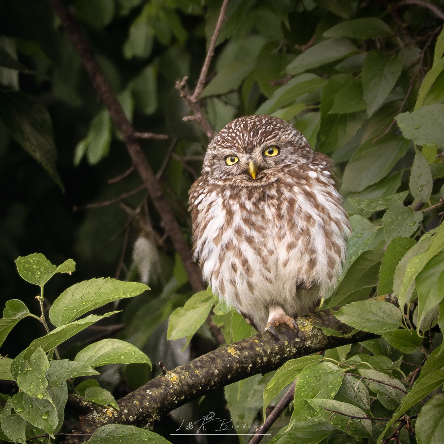 Little Owl