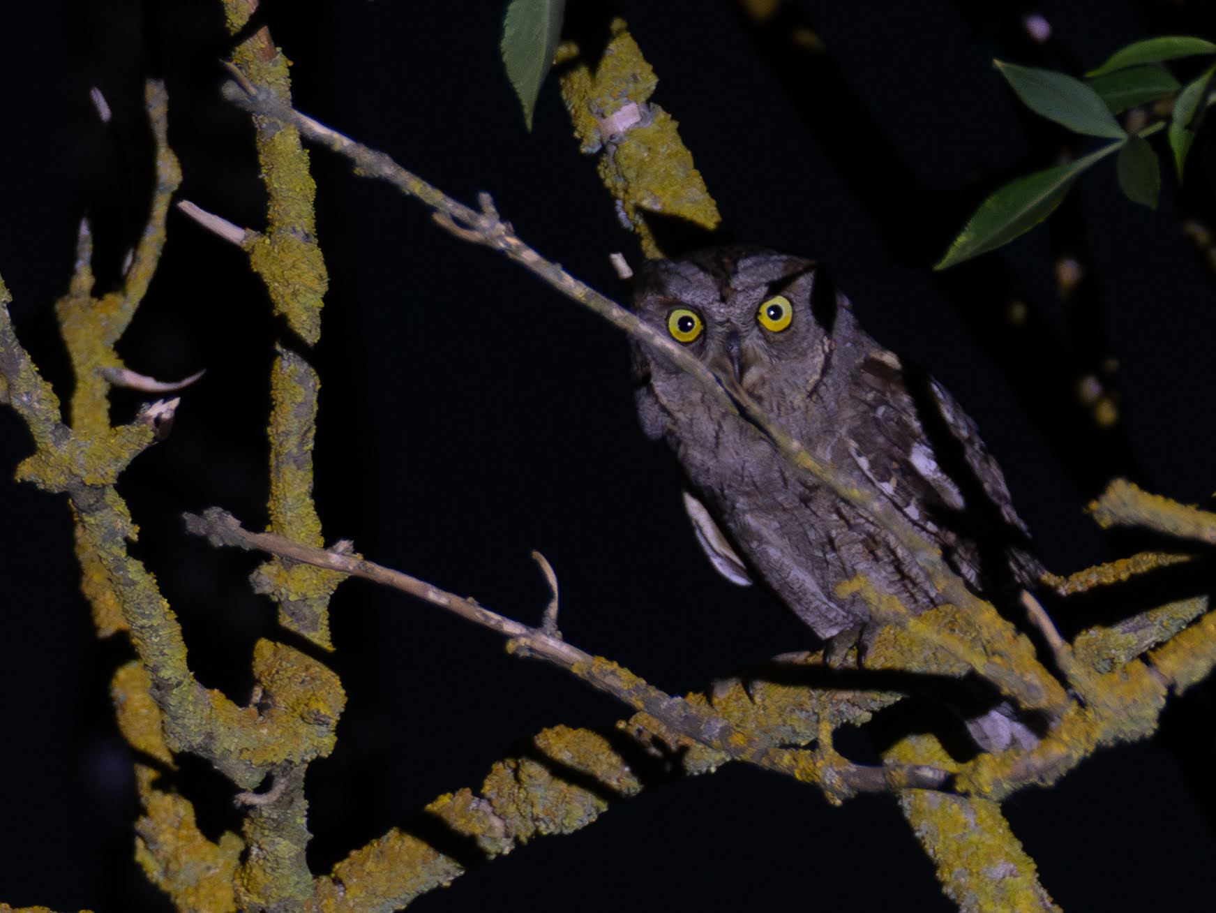 Scops Owl