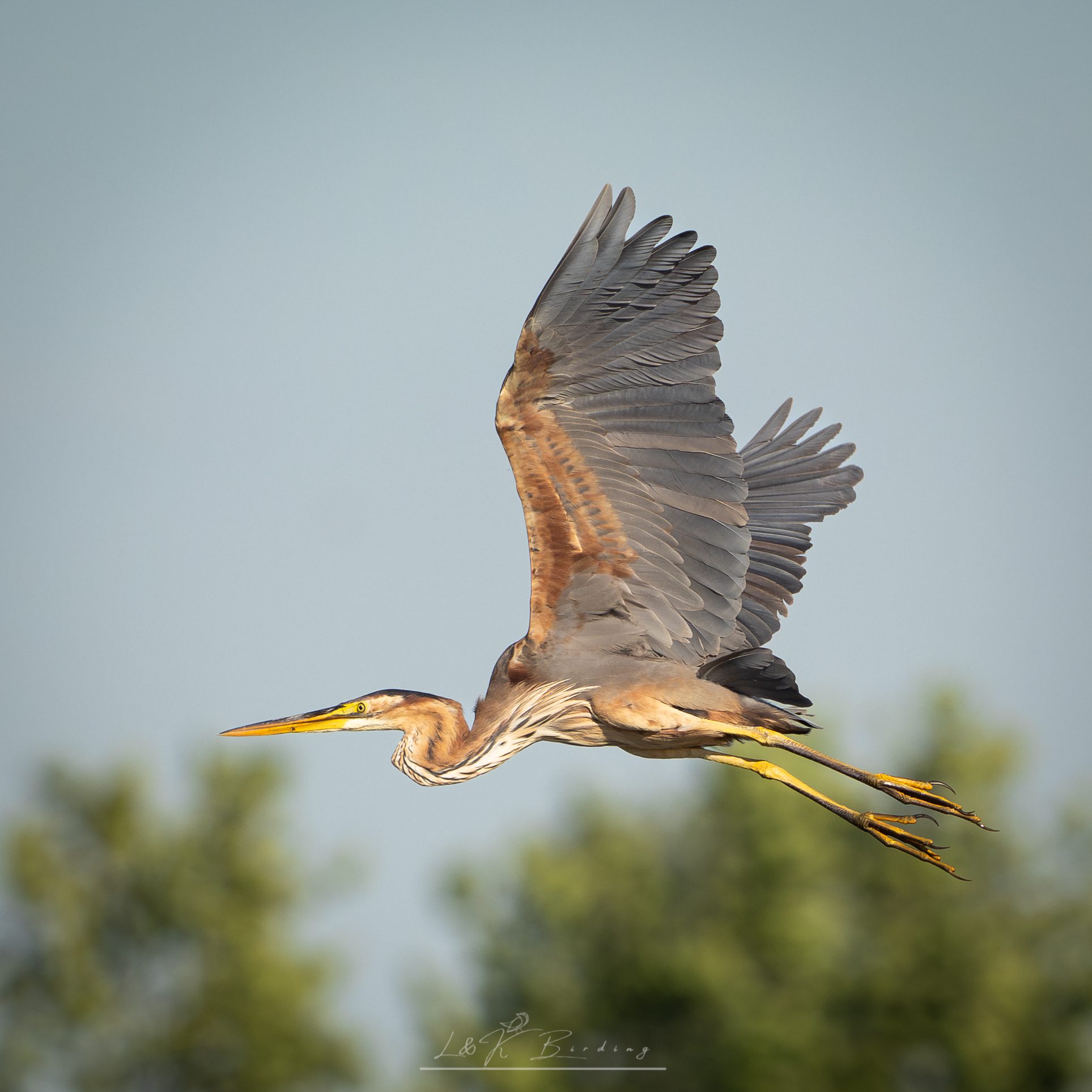 Purple Heron
