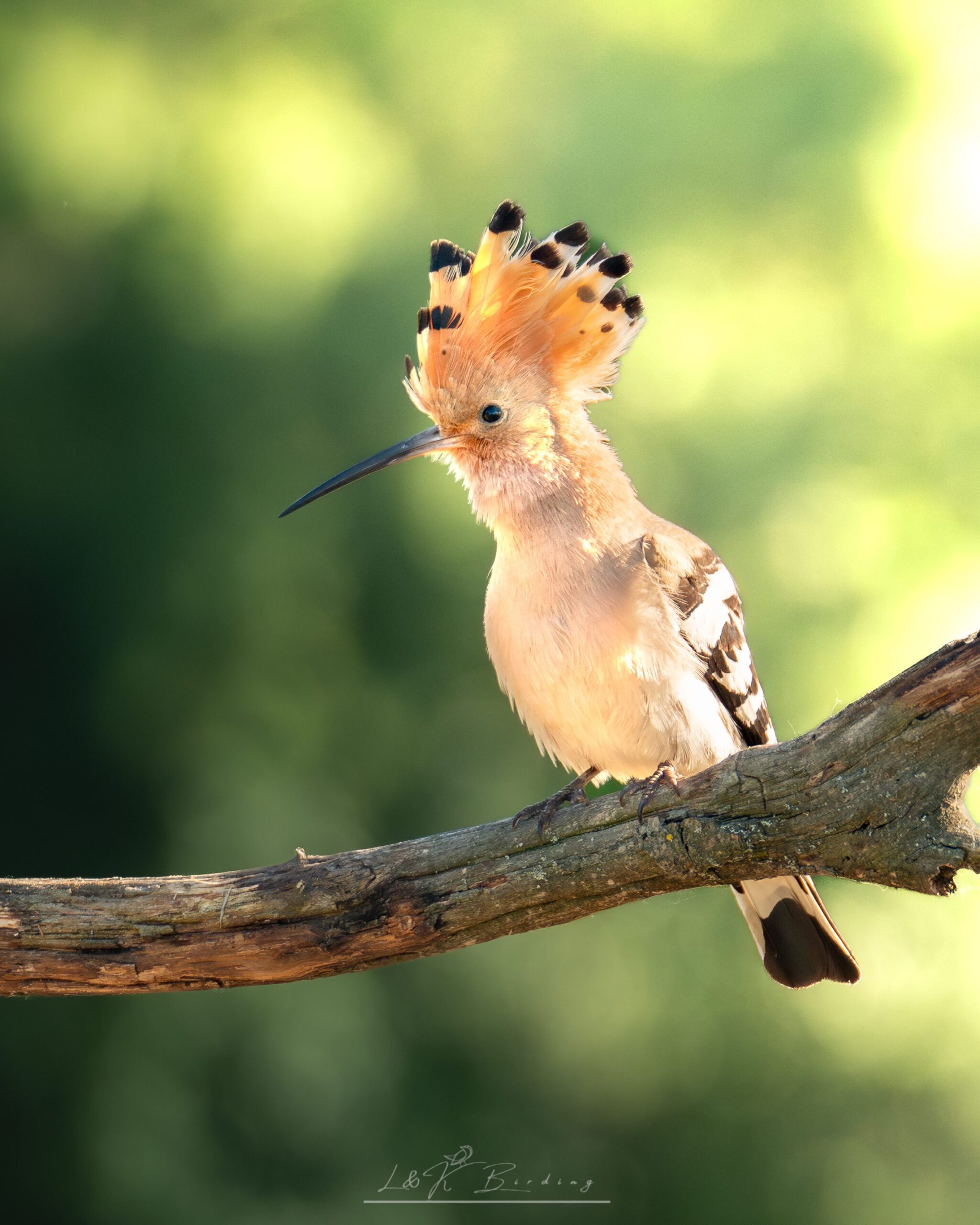 Eurasian Hoopoe