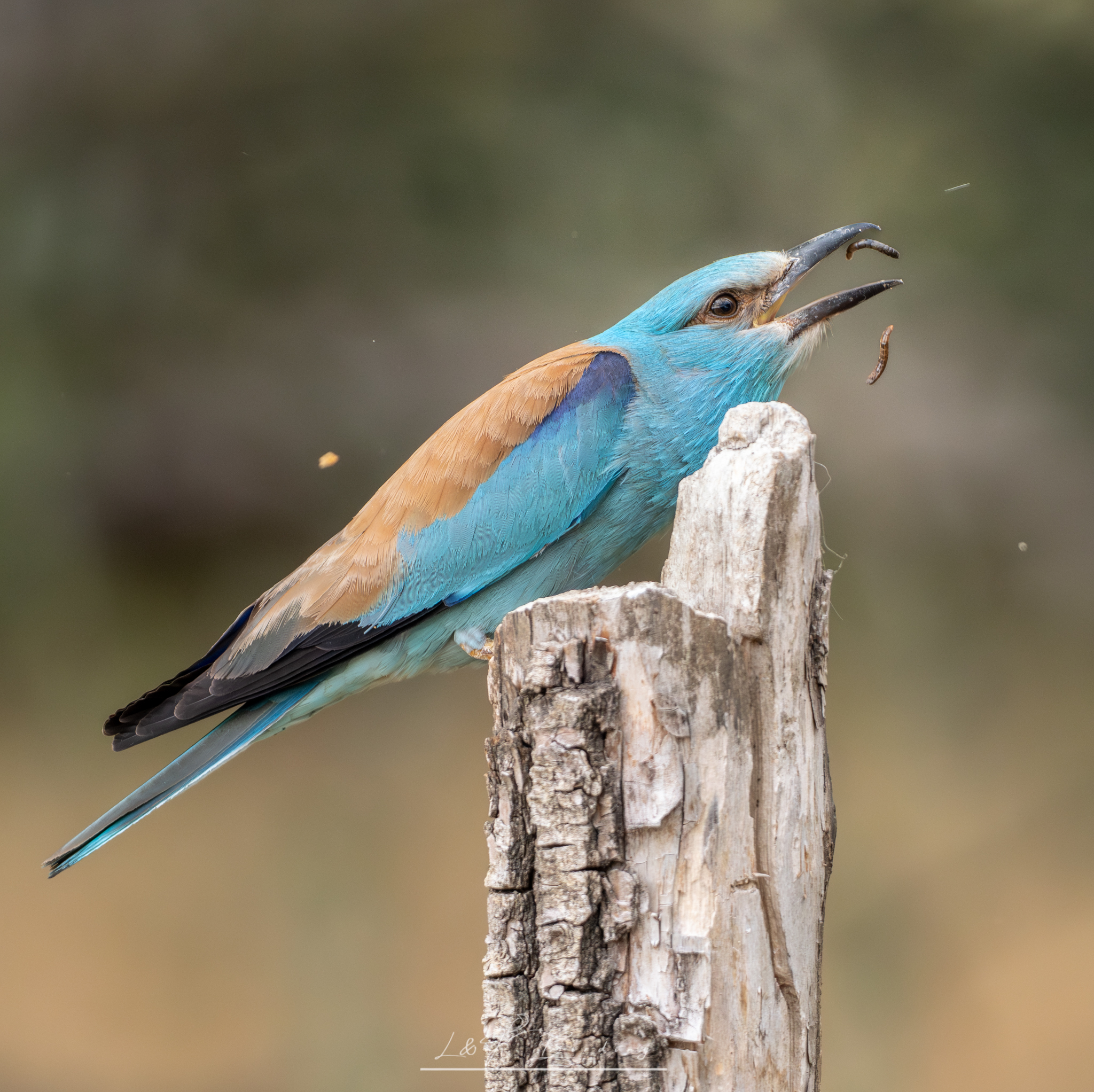 European Roller