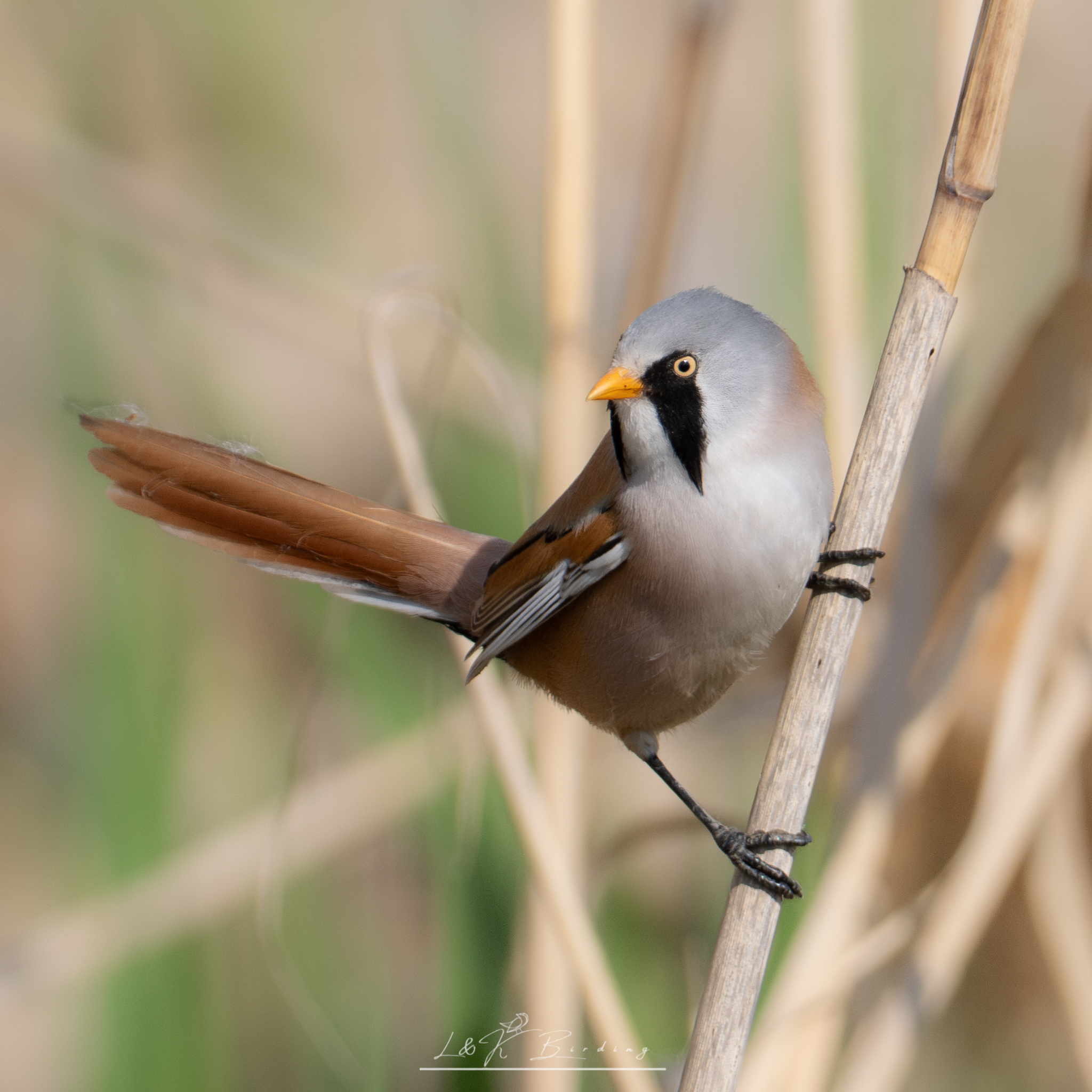 Bearded Reedling