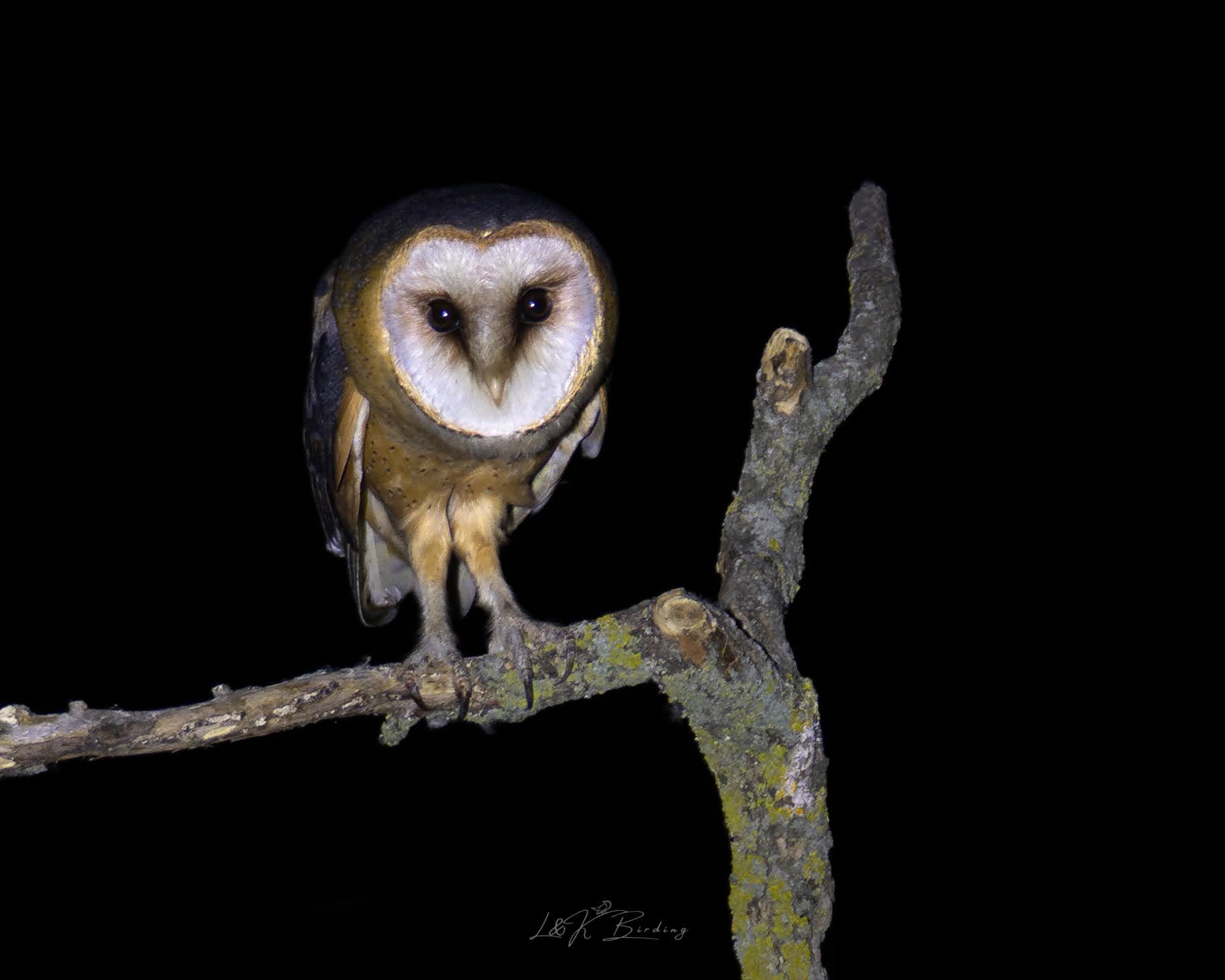 Barn Owl