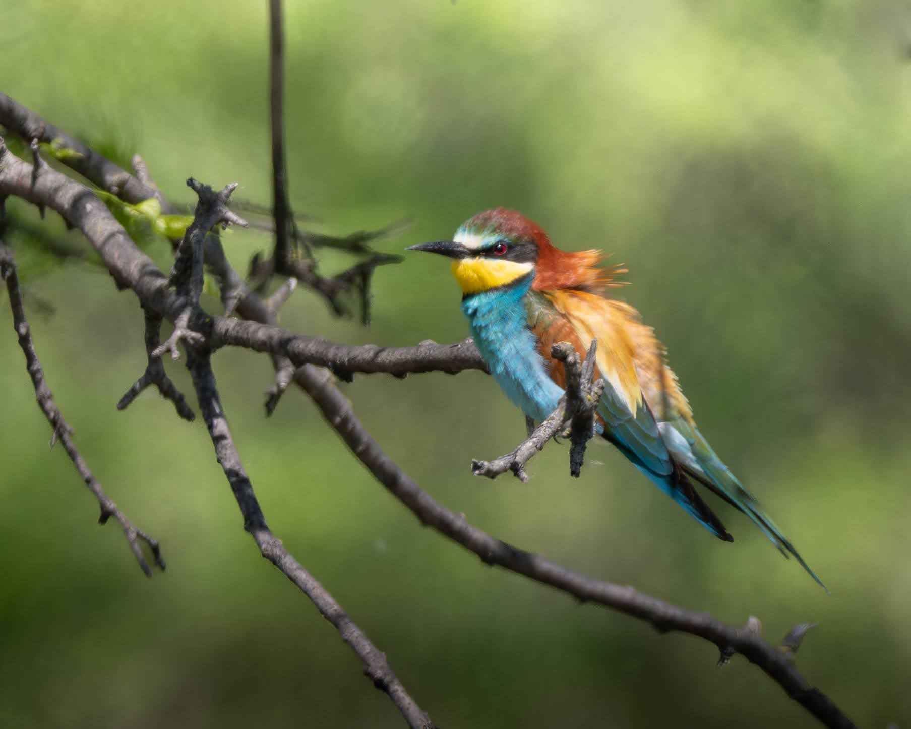 European Bee-eater