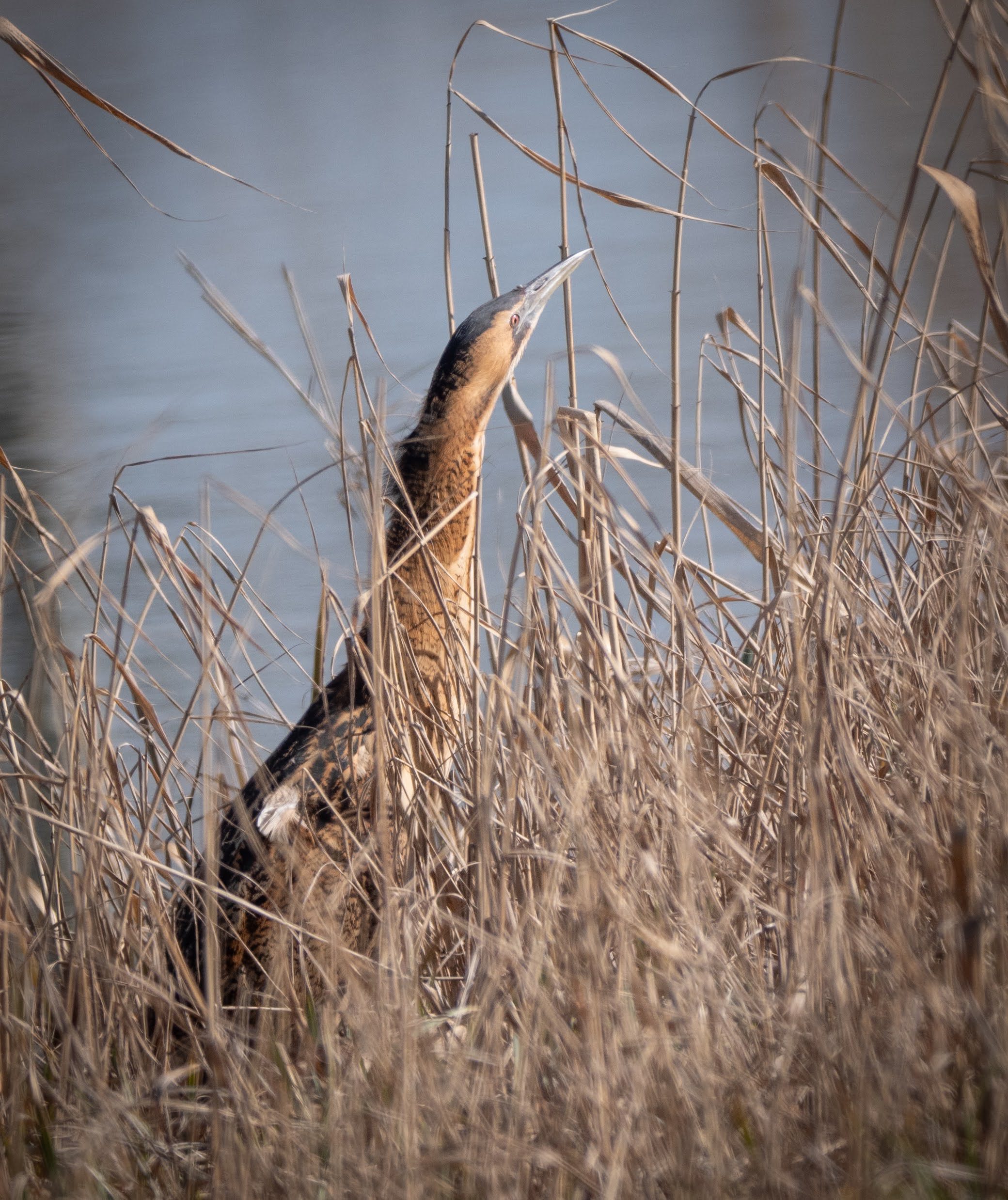Eurasian Bittern