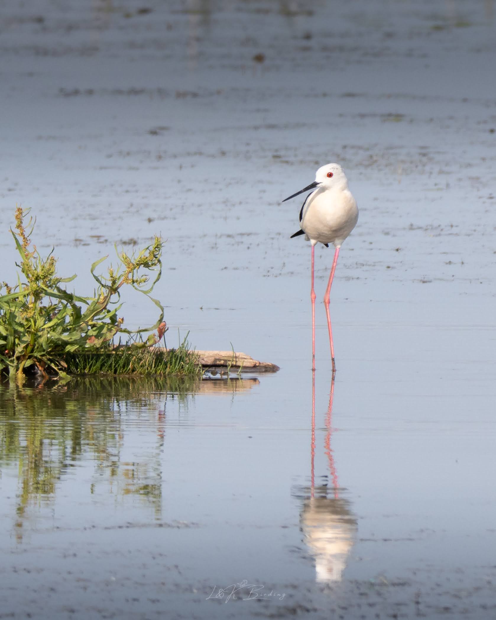 Black-winged Stilt