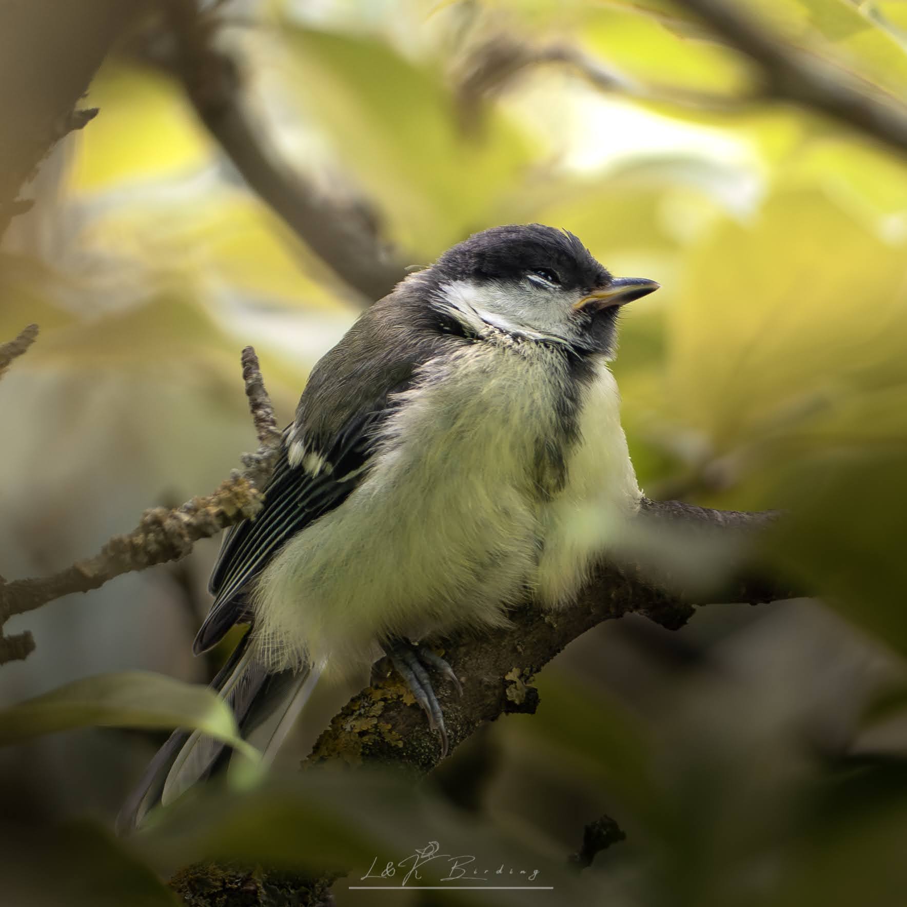 Great Tit