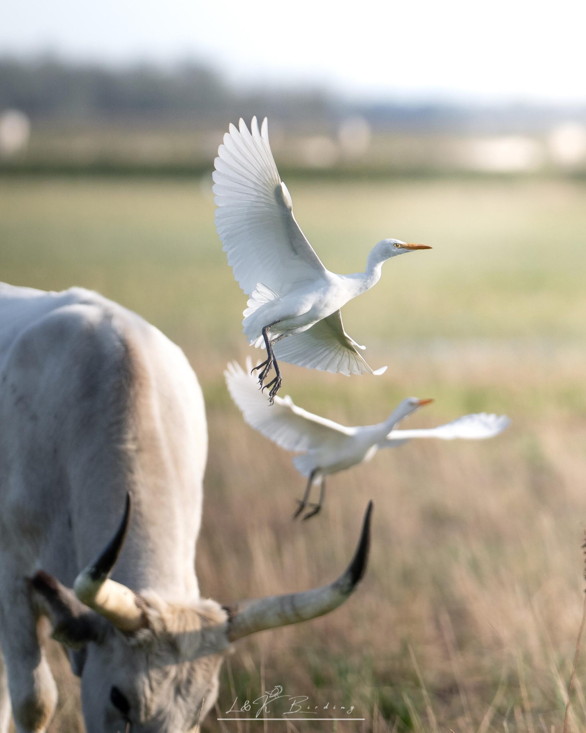 Cattle-egret