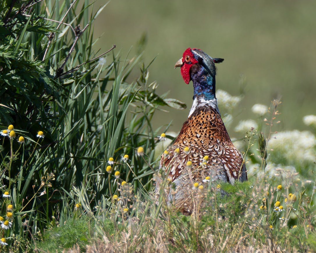 Common Pheasant
