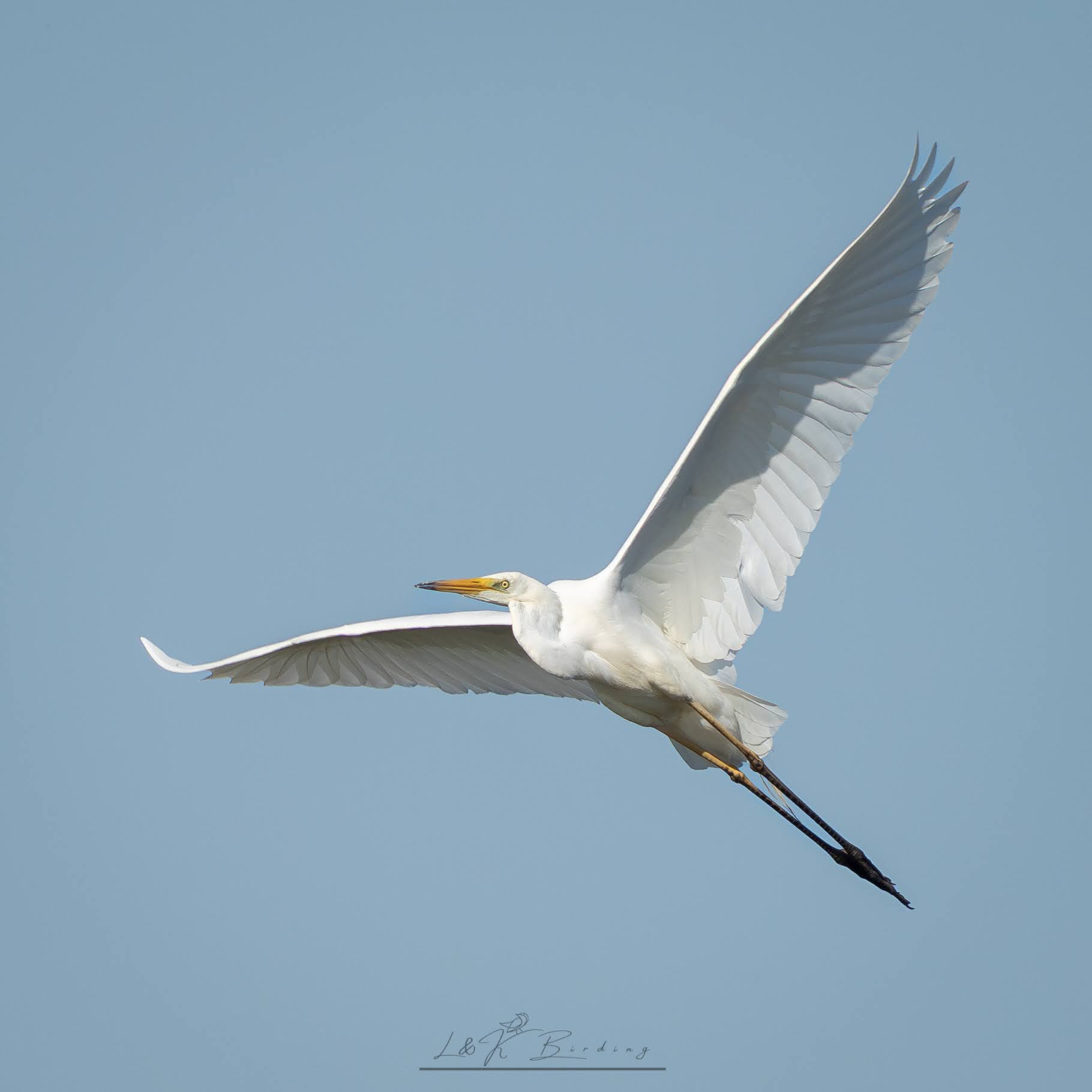 Great Egret