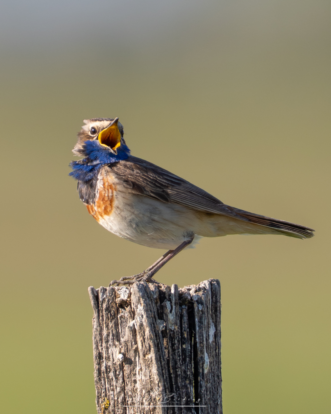 Bluethroat