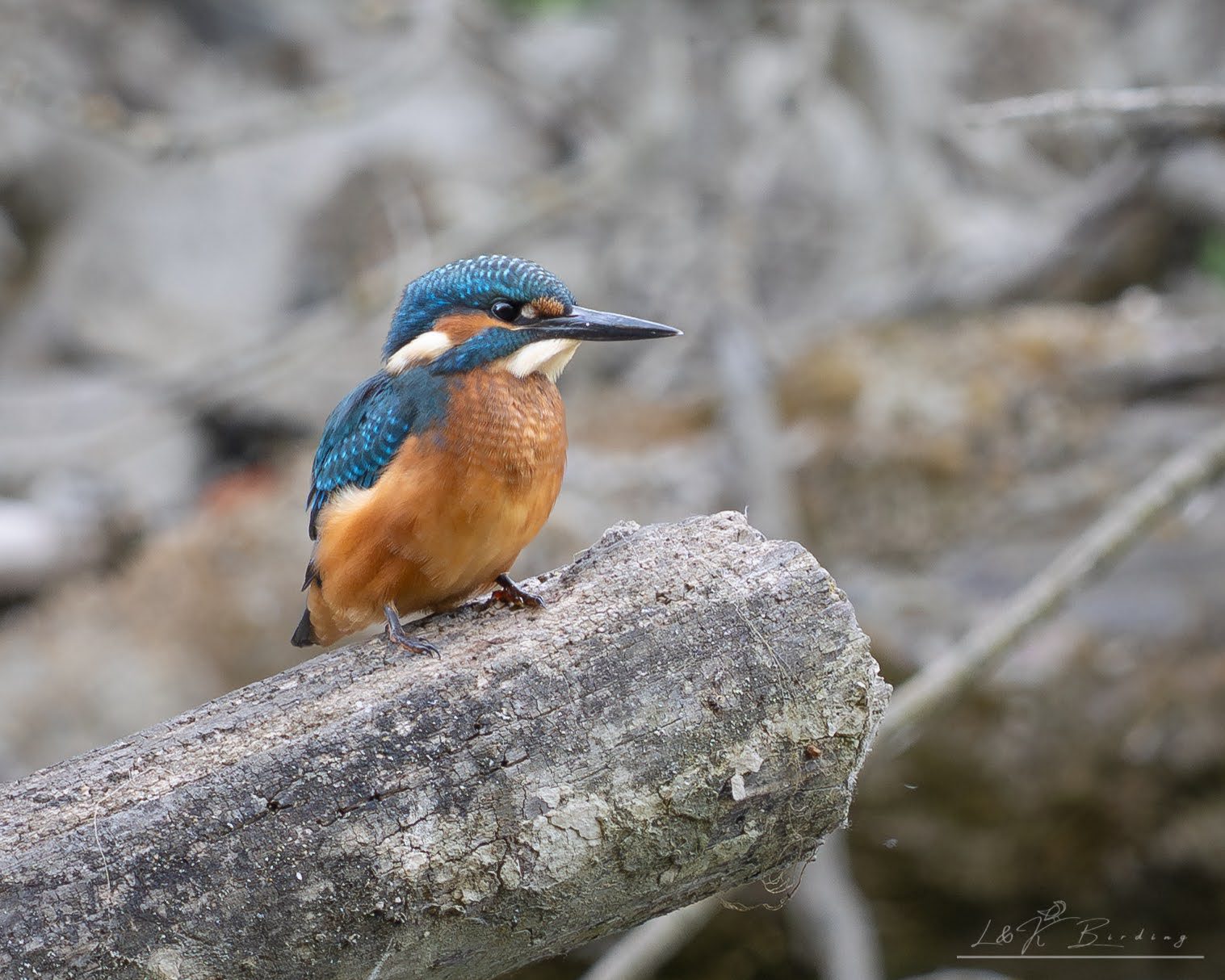 Common Kingfisher