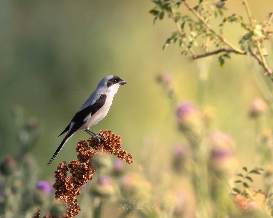 Lesser Grey Shrike