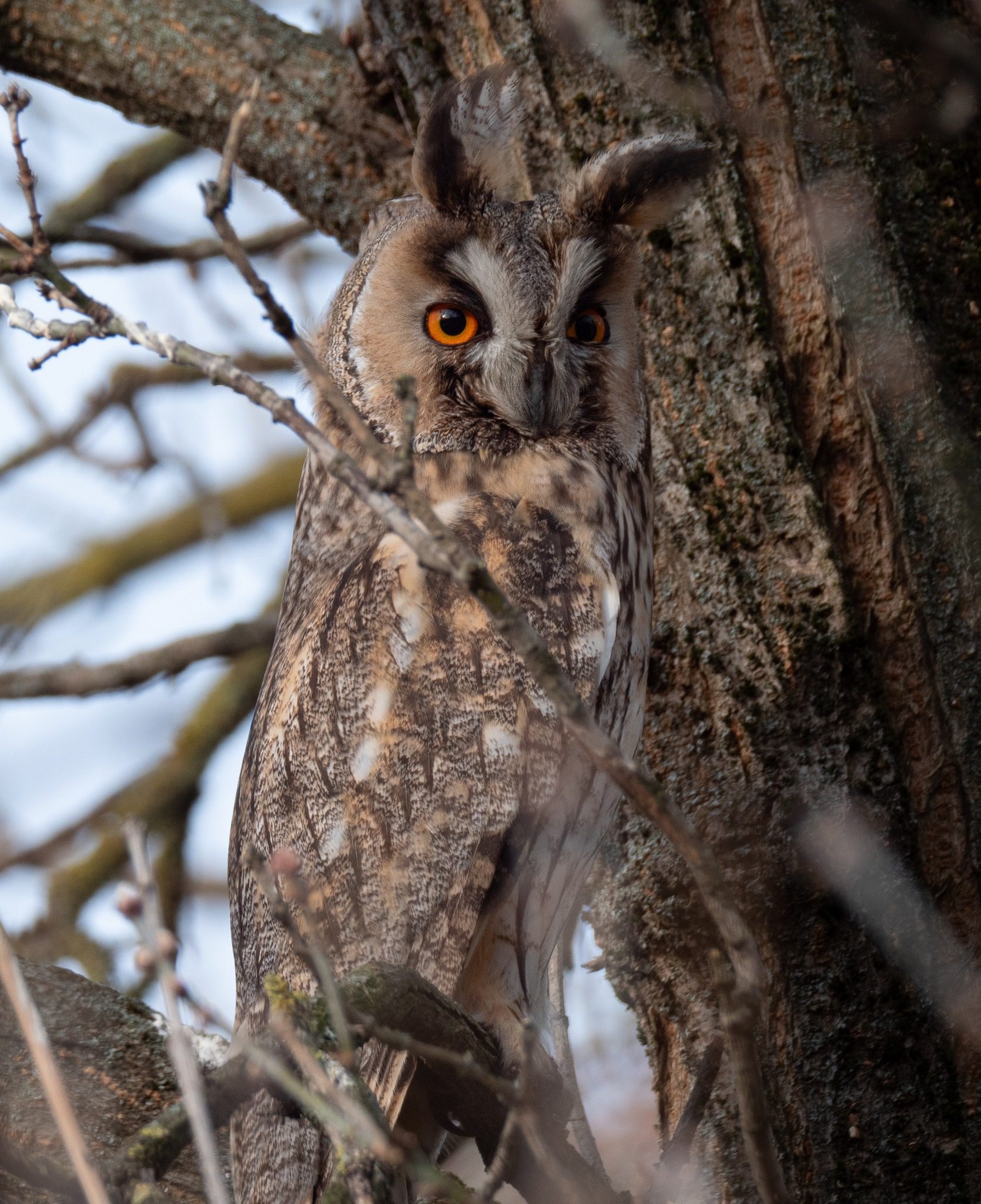 Long-eared Owl