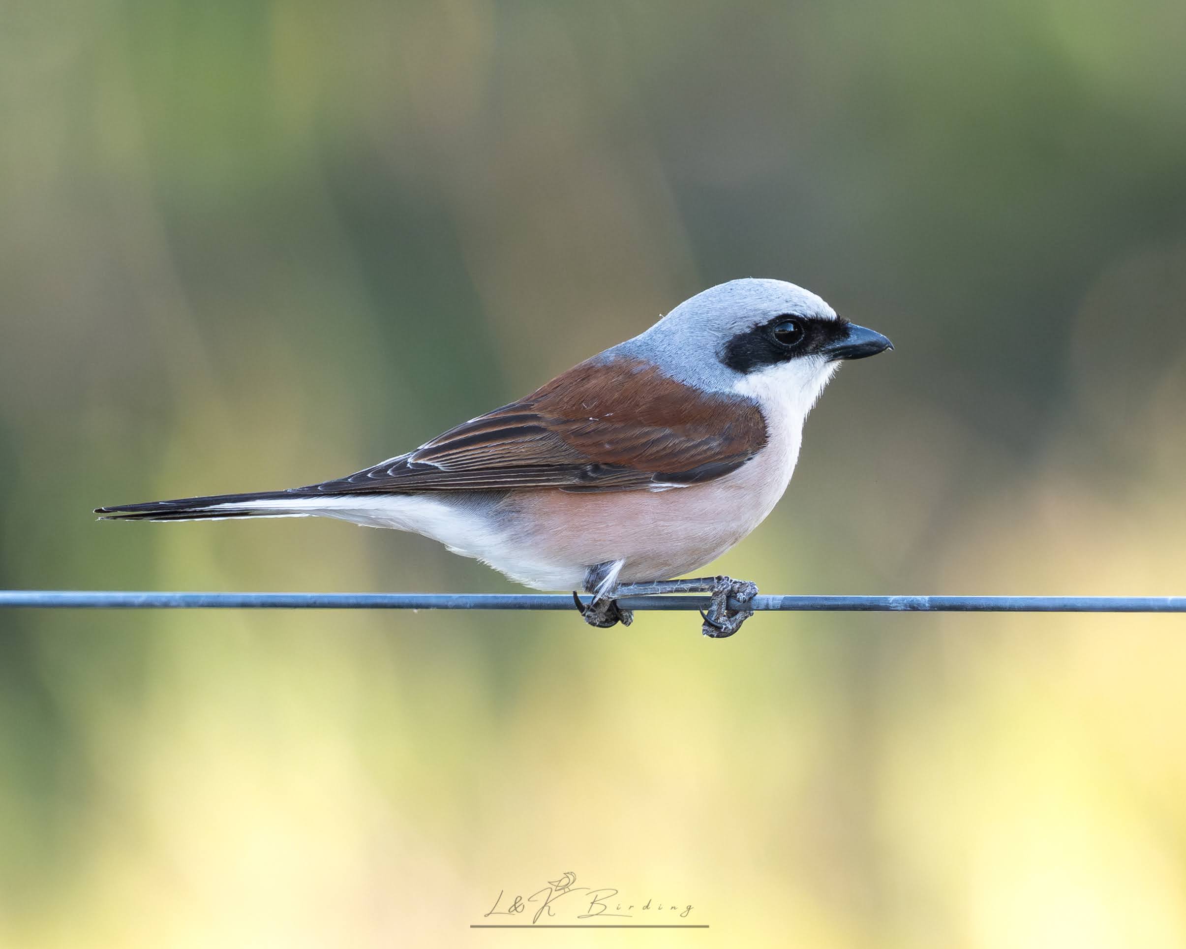 Red-backed Shrike