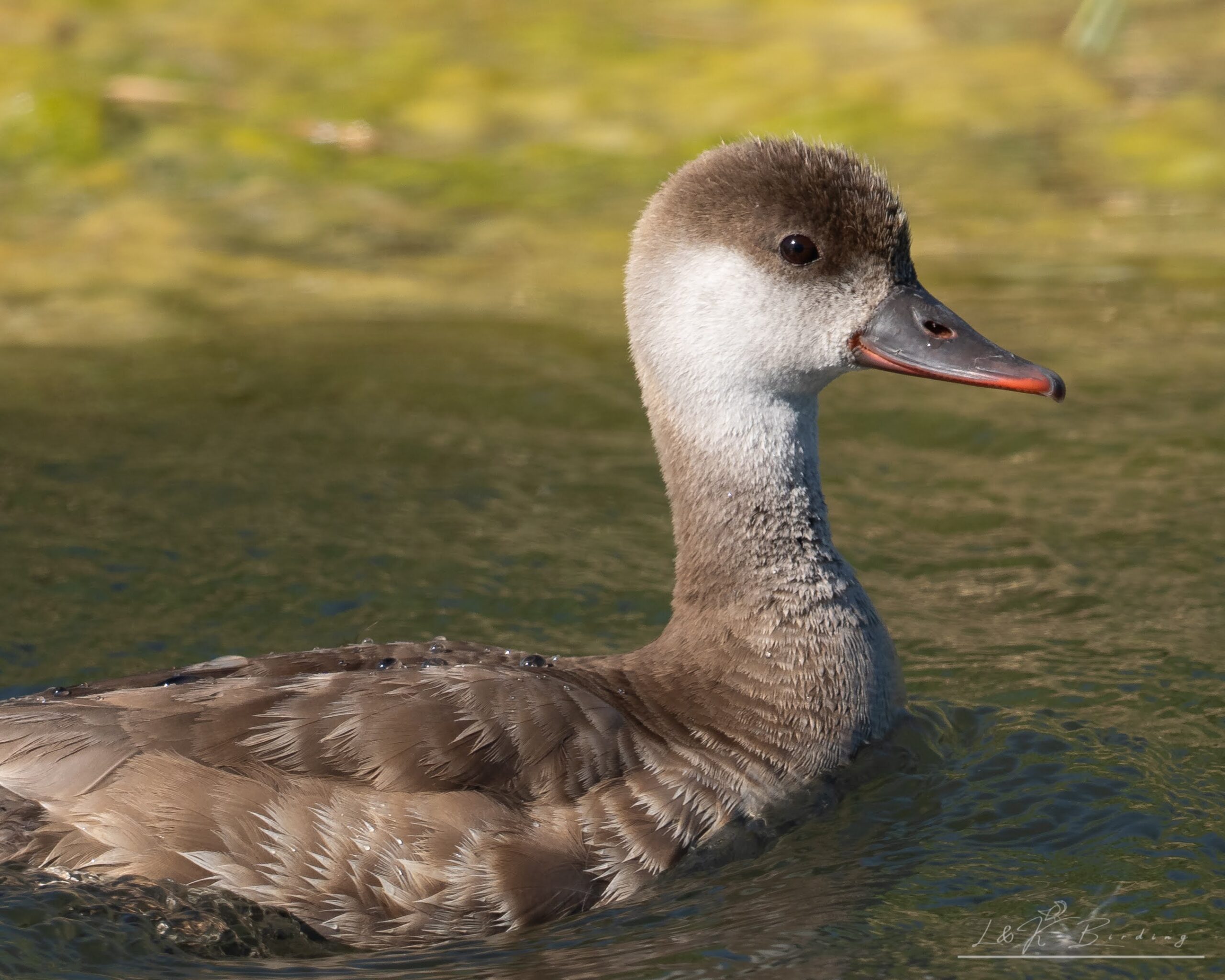 Red-Crested Pochard