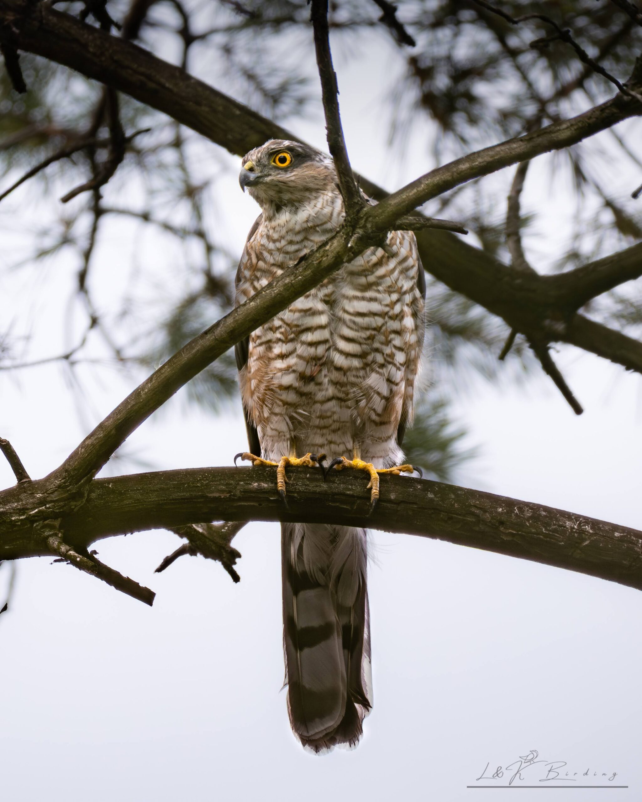 Eurasian Sparrowhawk