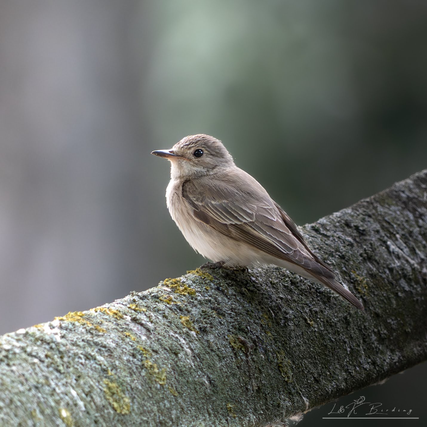 Spotted Flycatcher