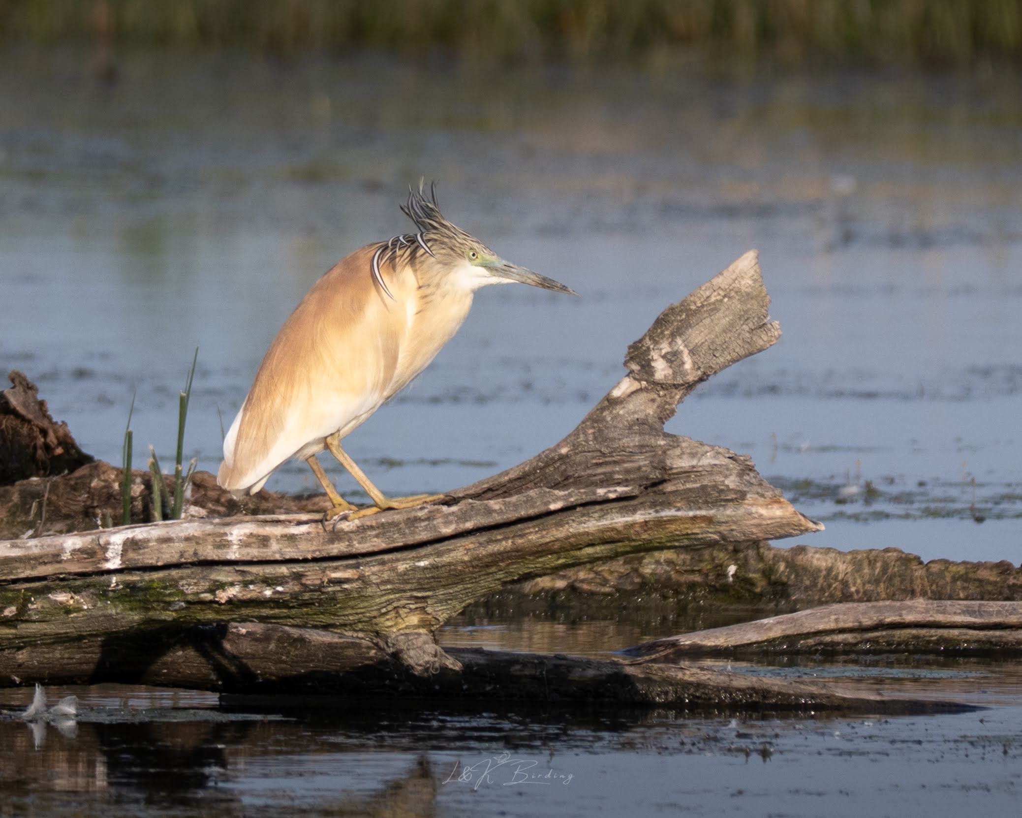 Squacco Heron