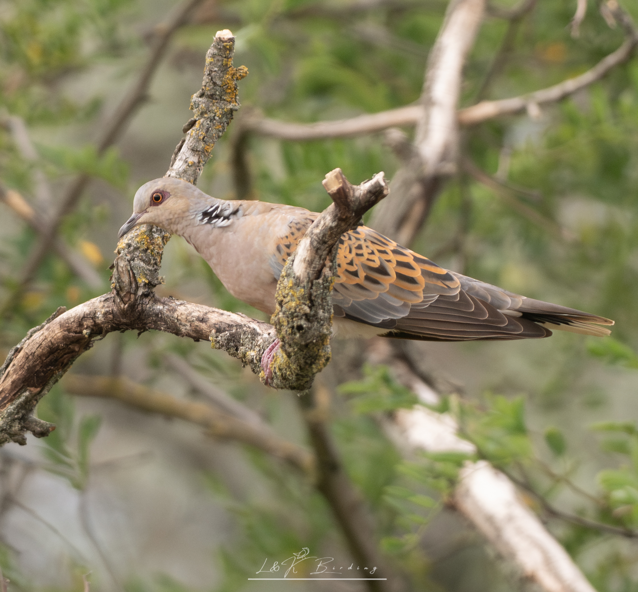 European Turtle-Dove