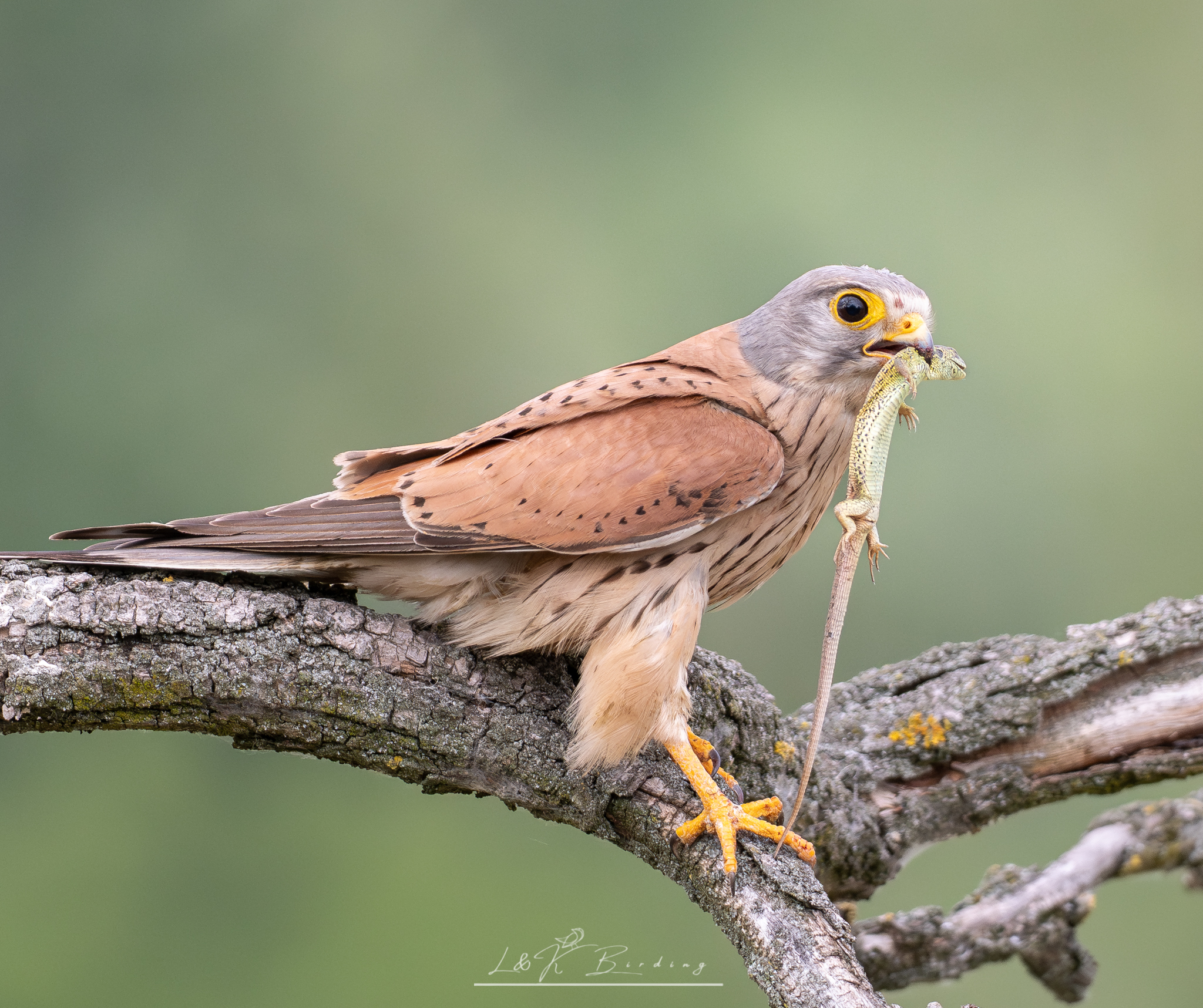 Eurasian Kestrel