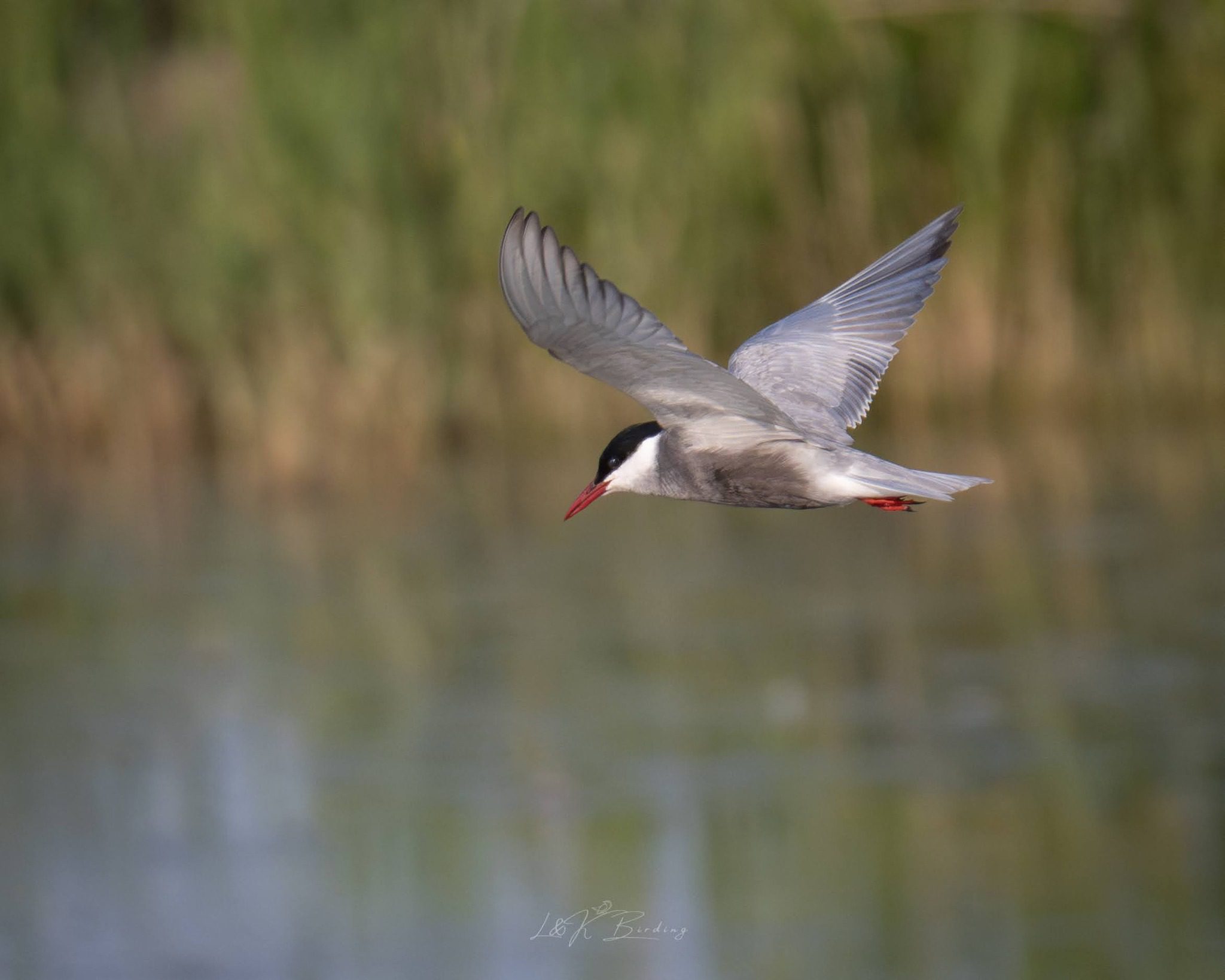 Whiskered Tern