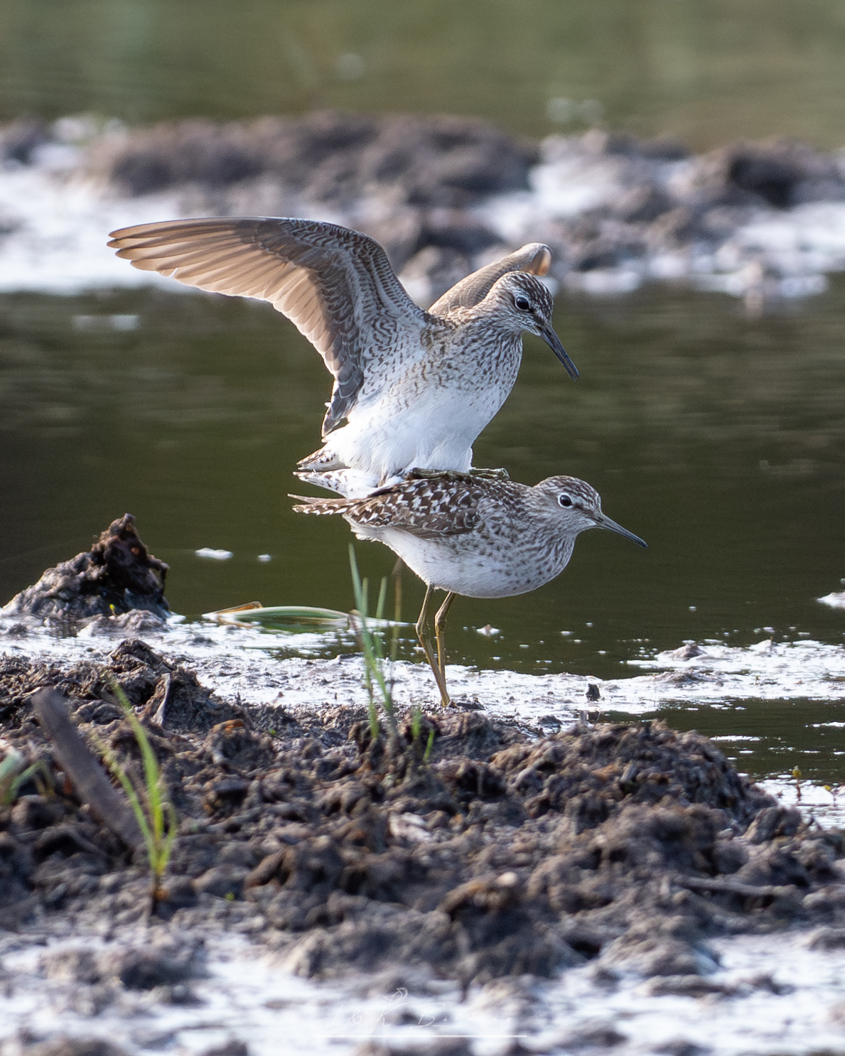 Wood Sandpiper
