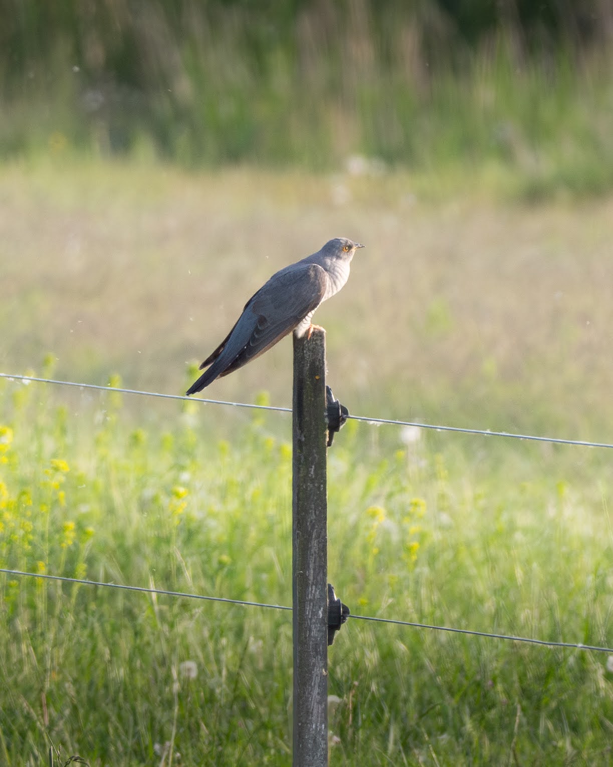 Common Cuckoo