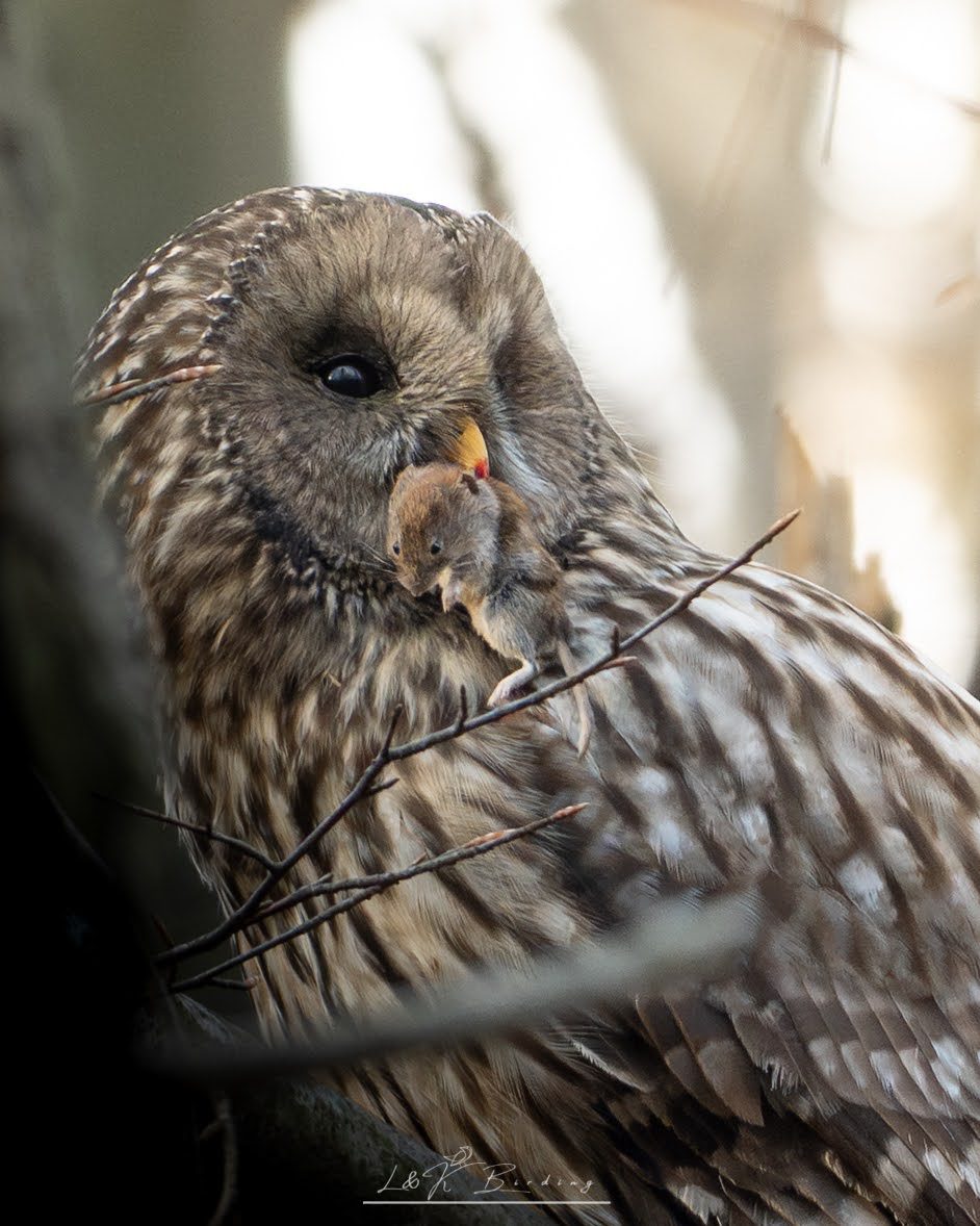 Ural Owl
