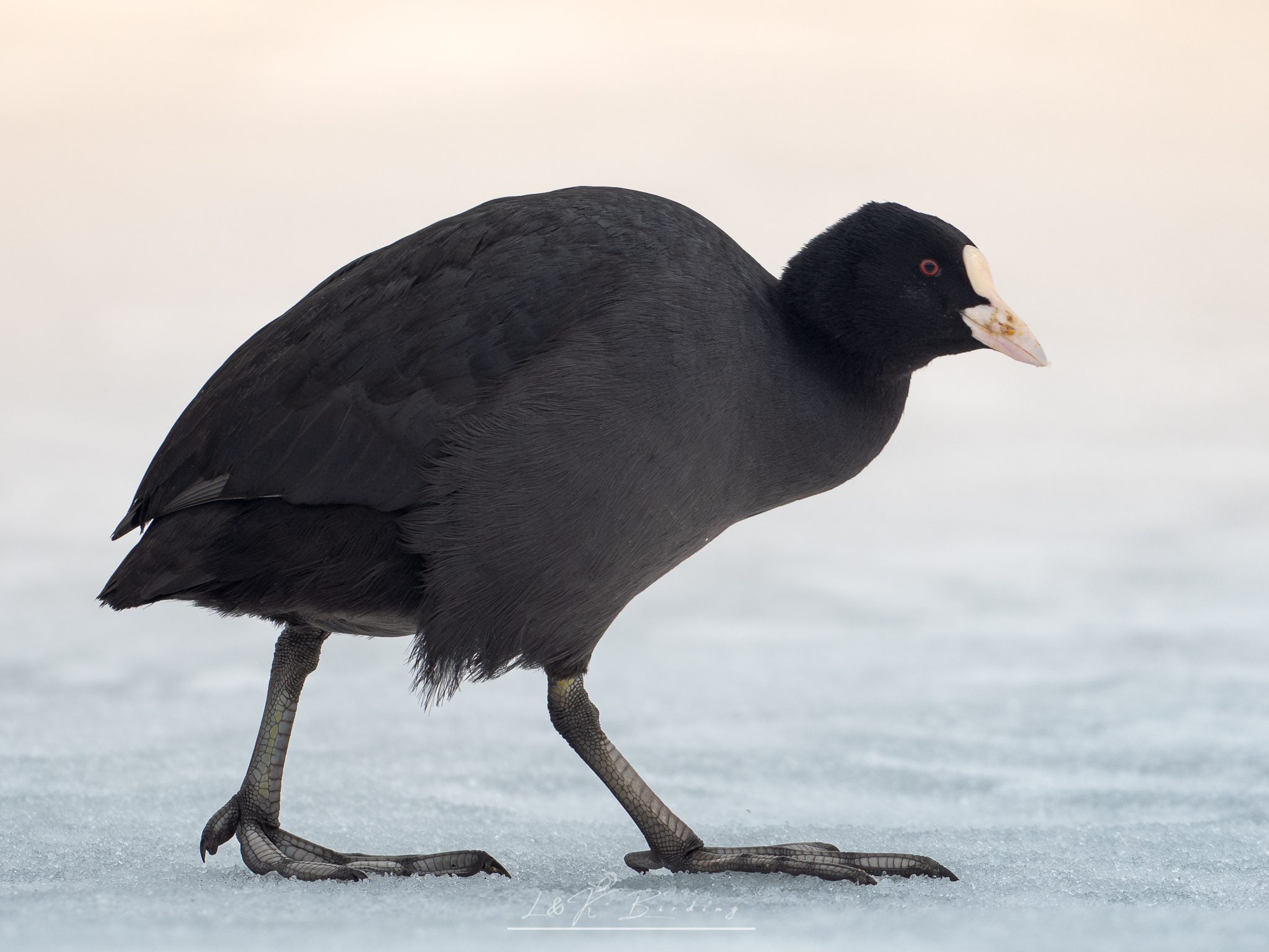 Eurasian Coot