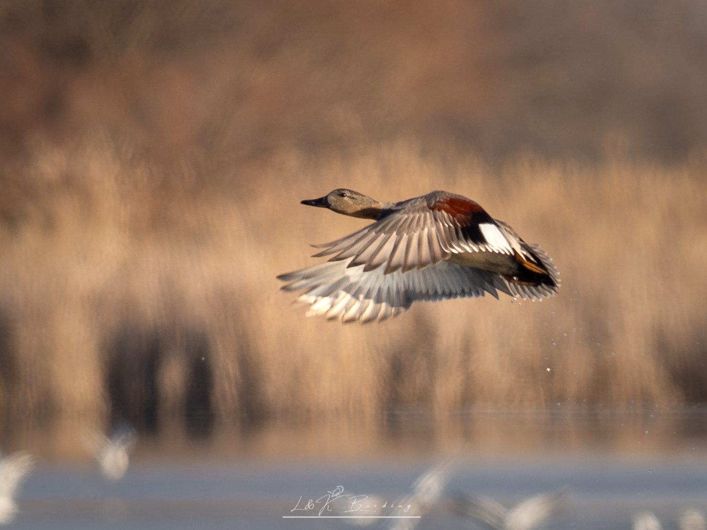 Gadwall