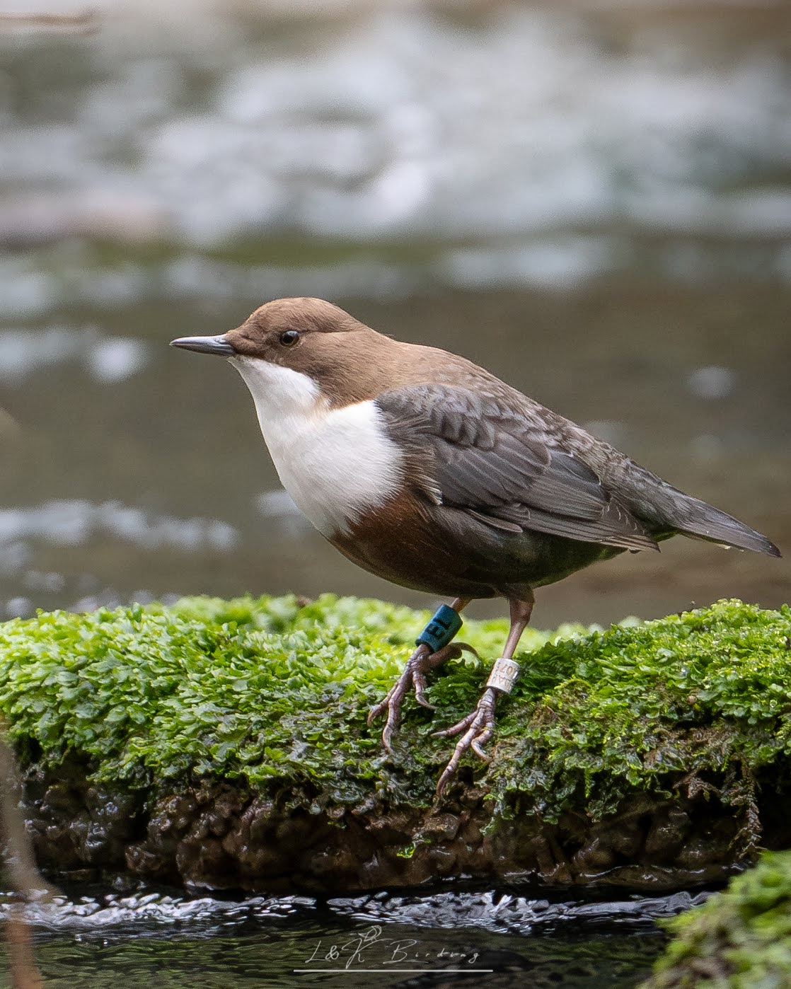 White-throated Dipper
