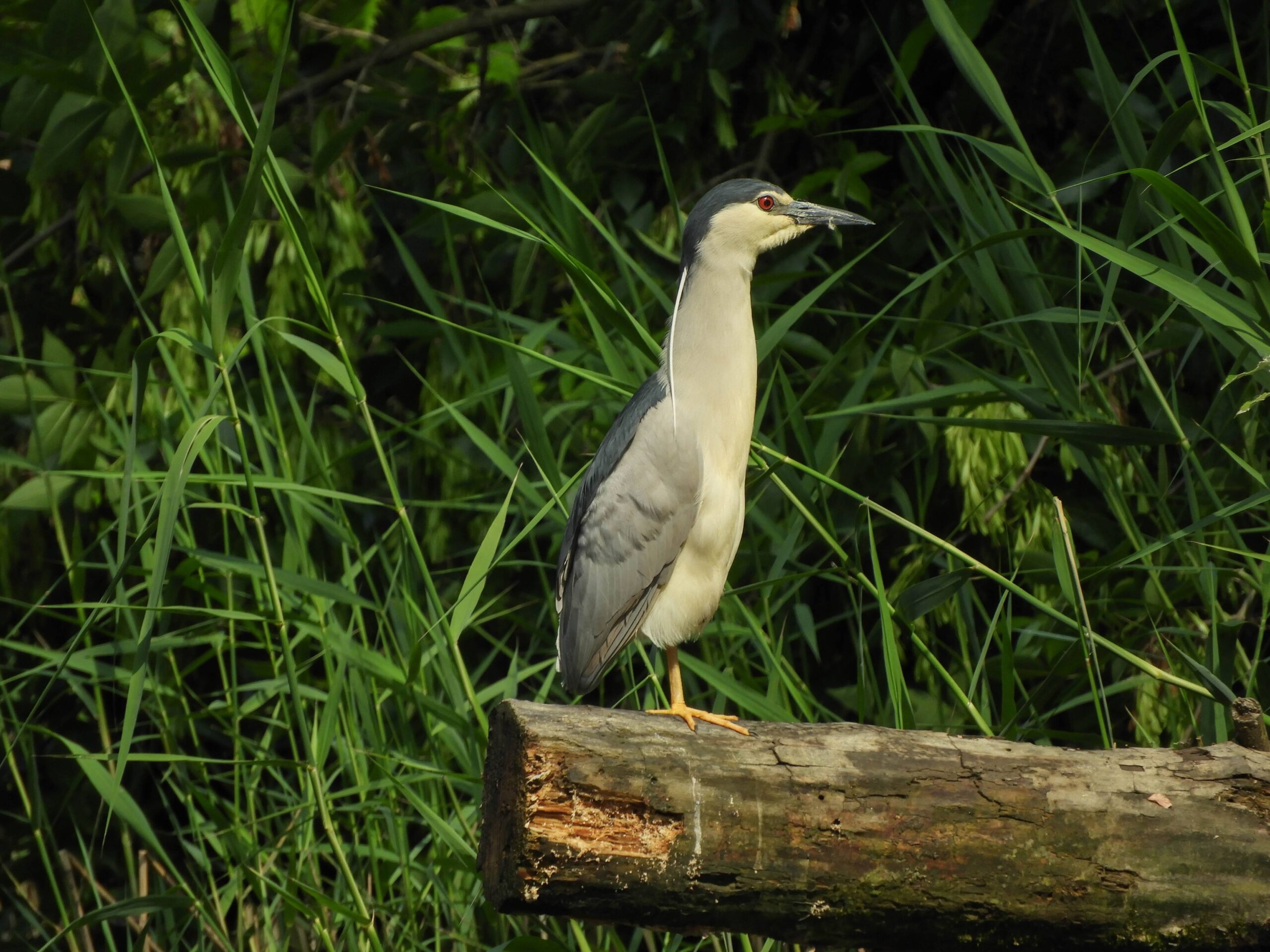 Black-crowned Night Heron