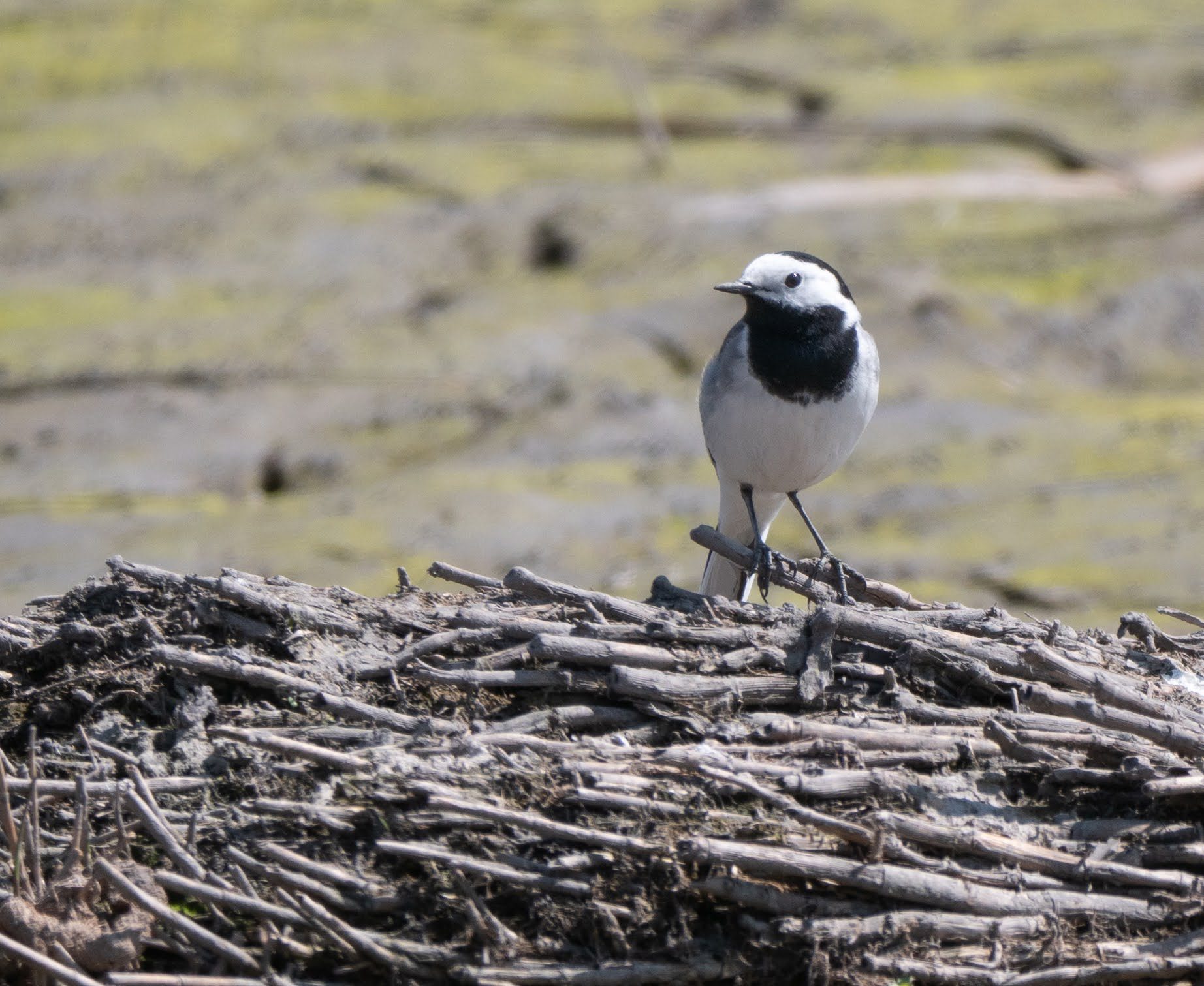 White Wagtail