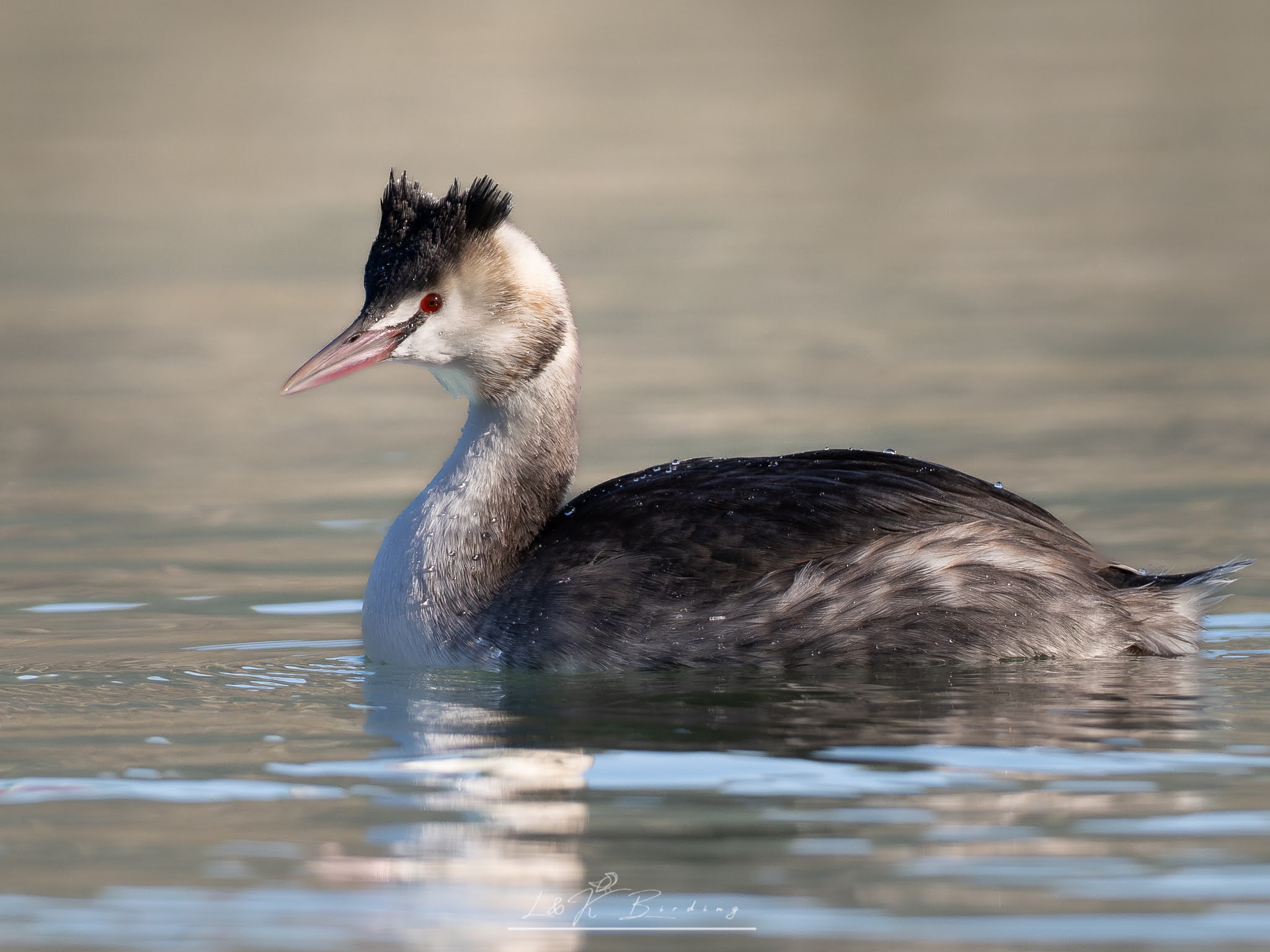 Great Crested Grebe