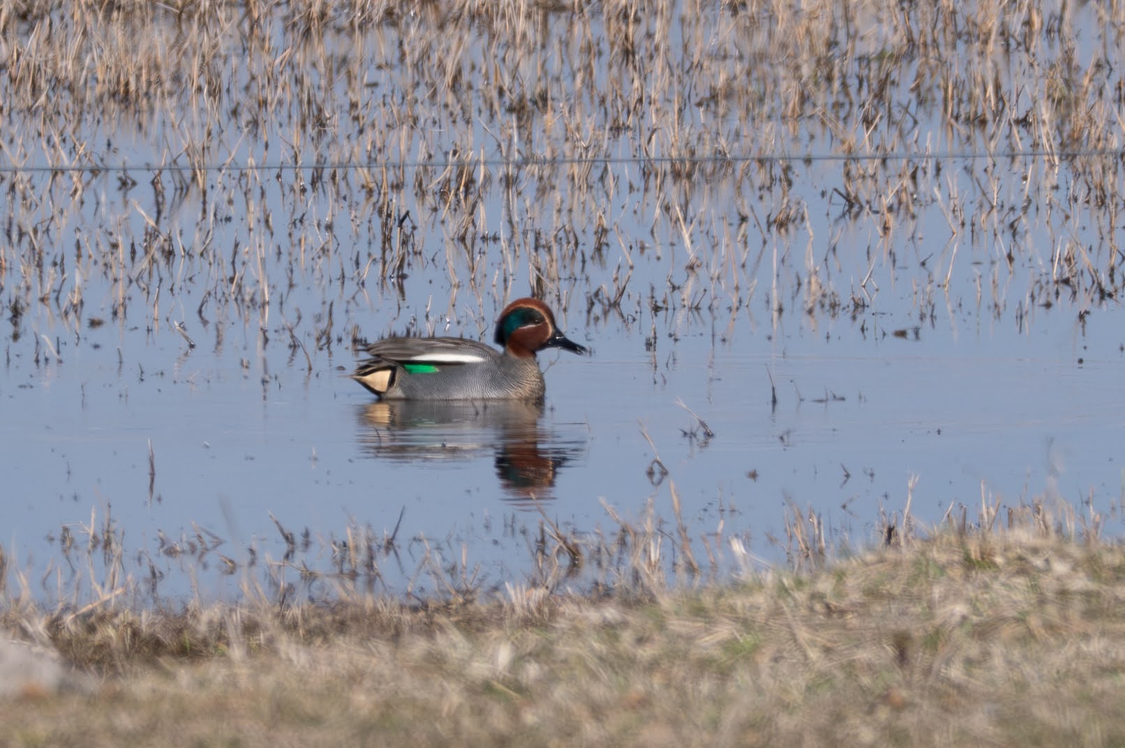 Eurasian Teal
