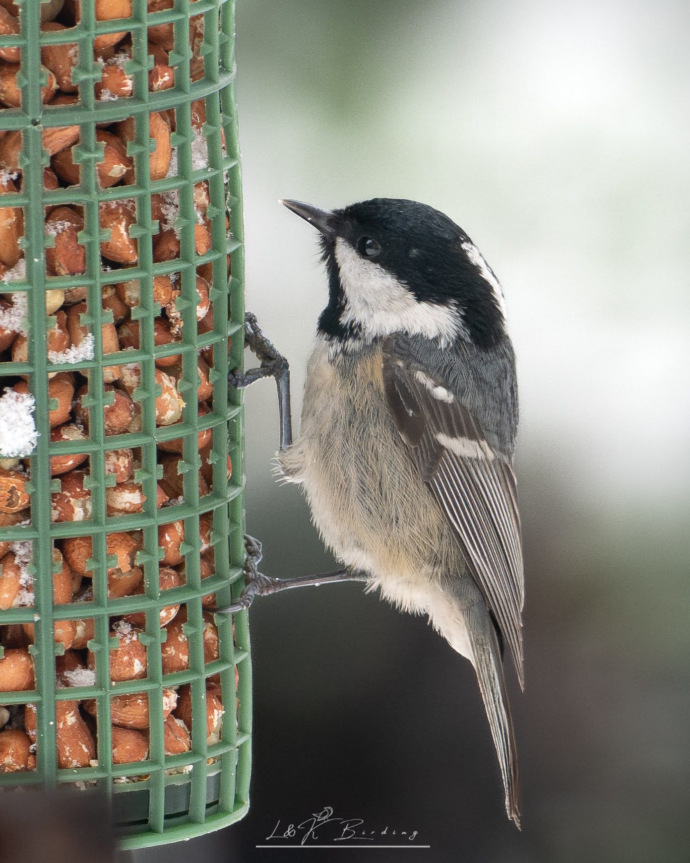 Coal Tit