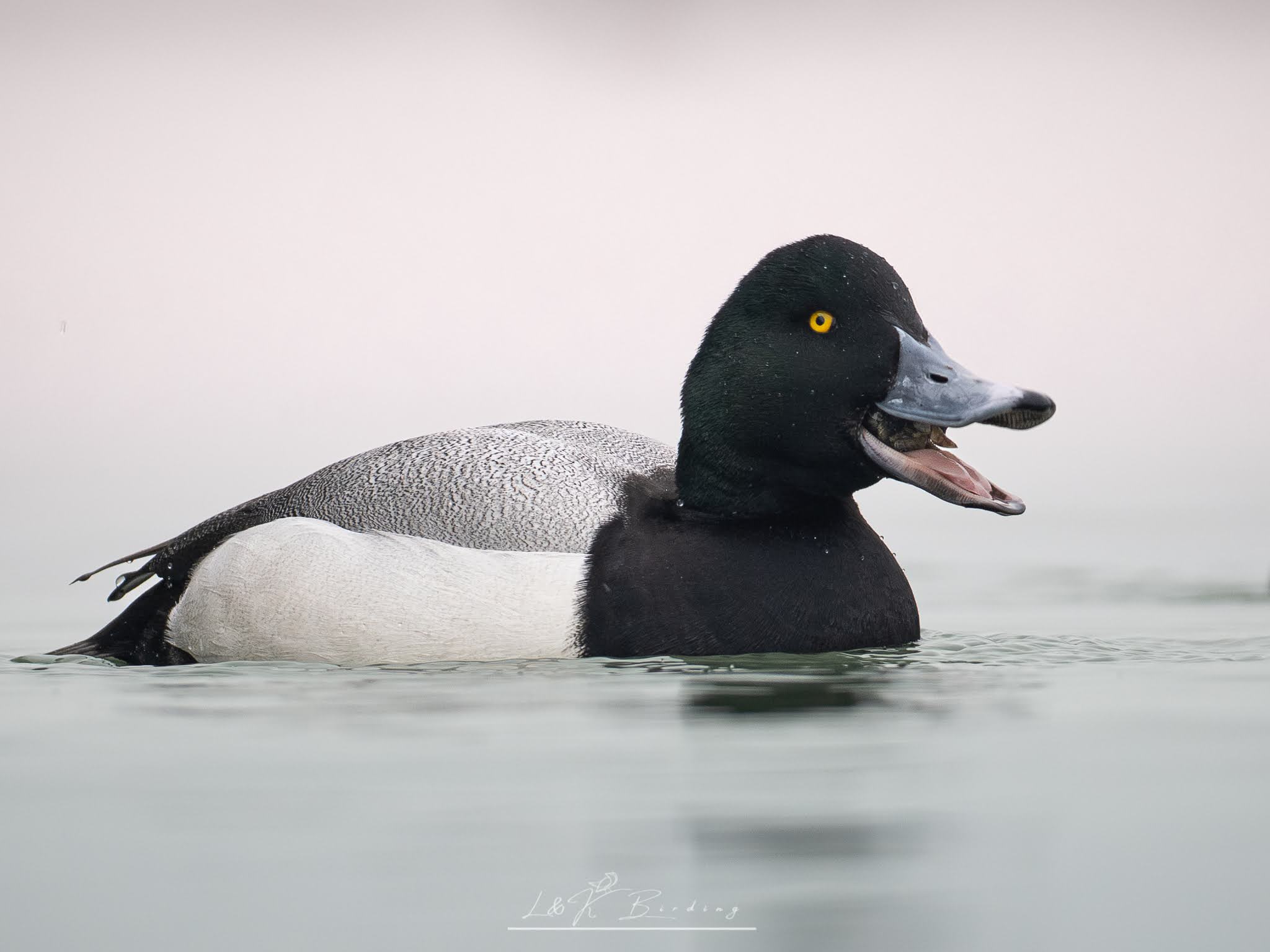 Greater Scaup