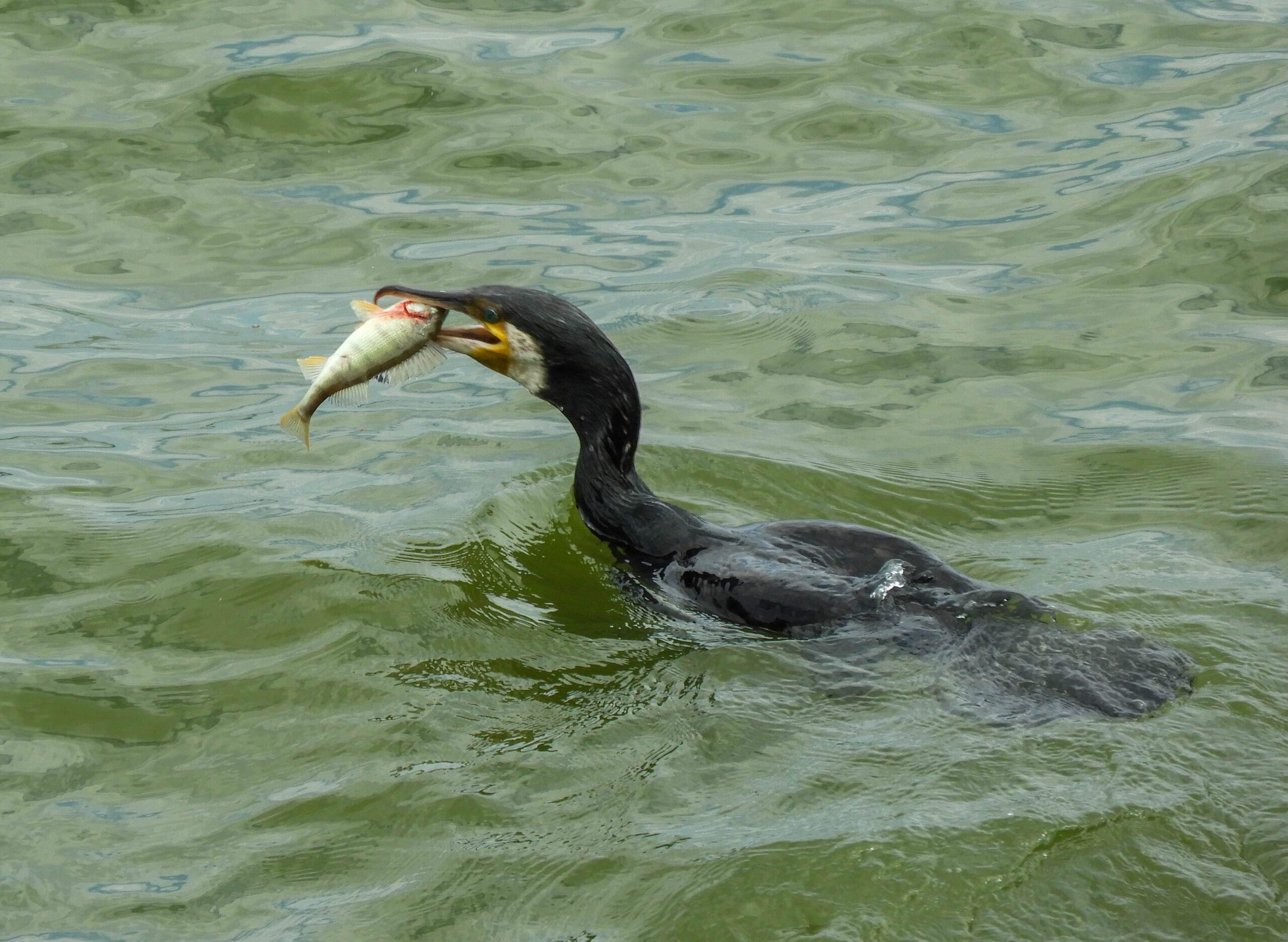 Great Cormorant
