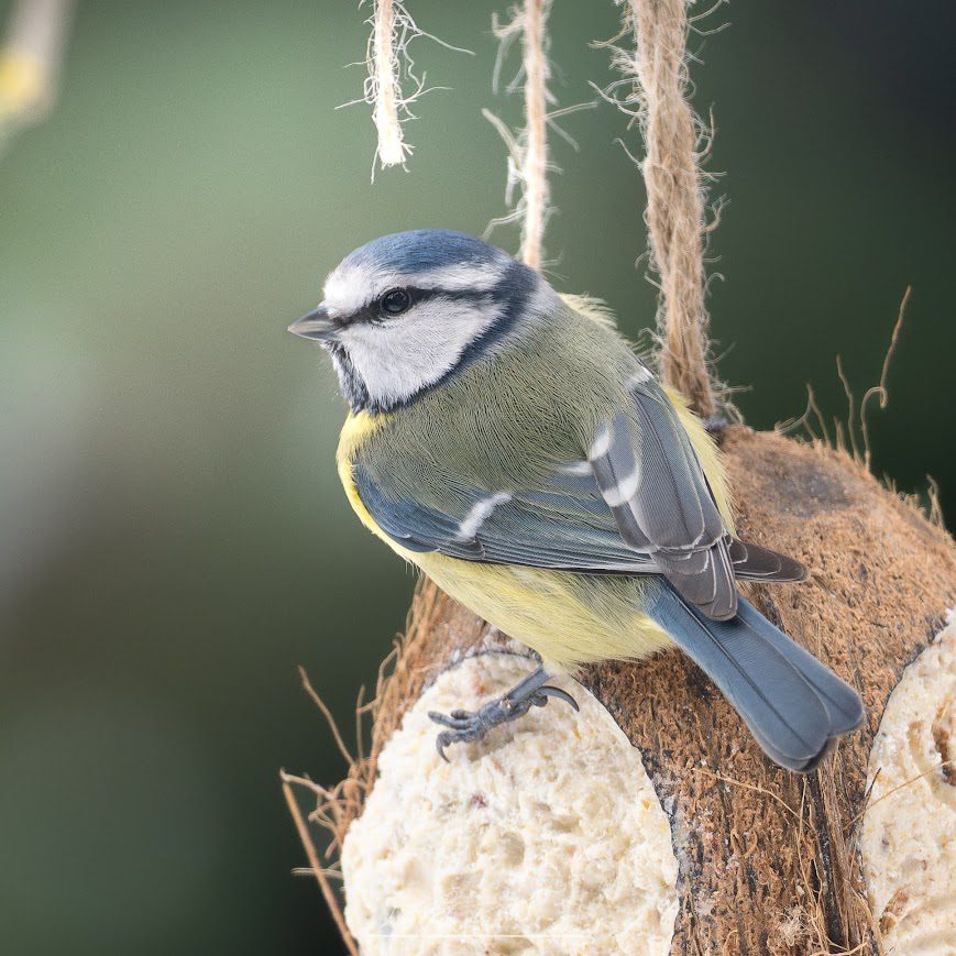 Blue Tit