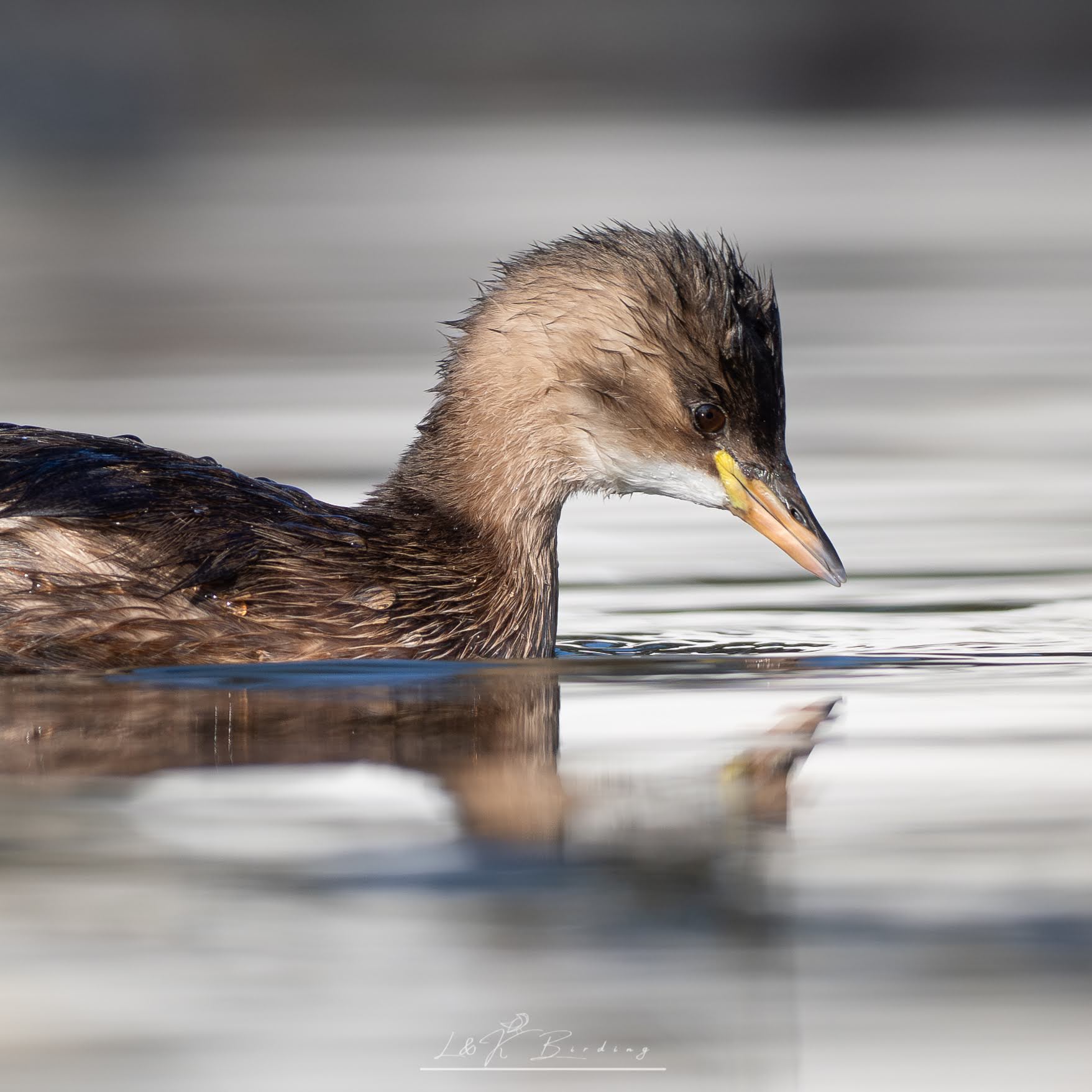 Little Grebe