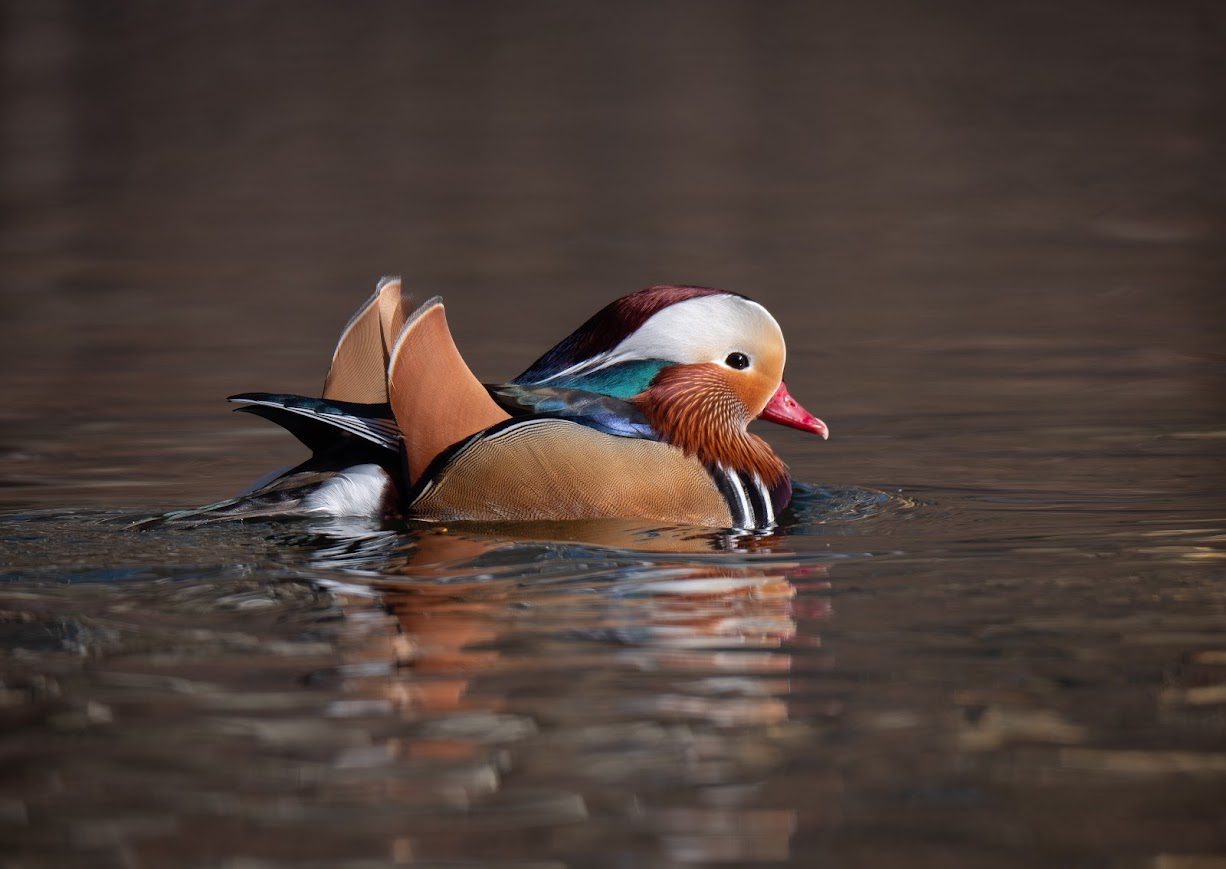 Mandarin Duck