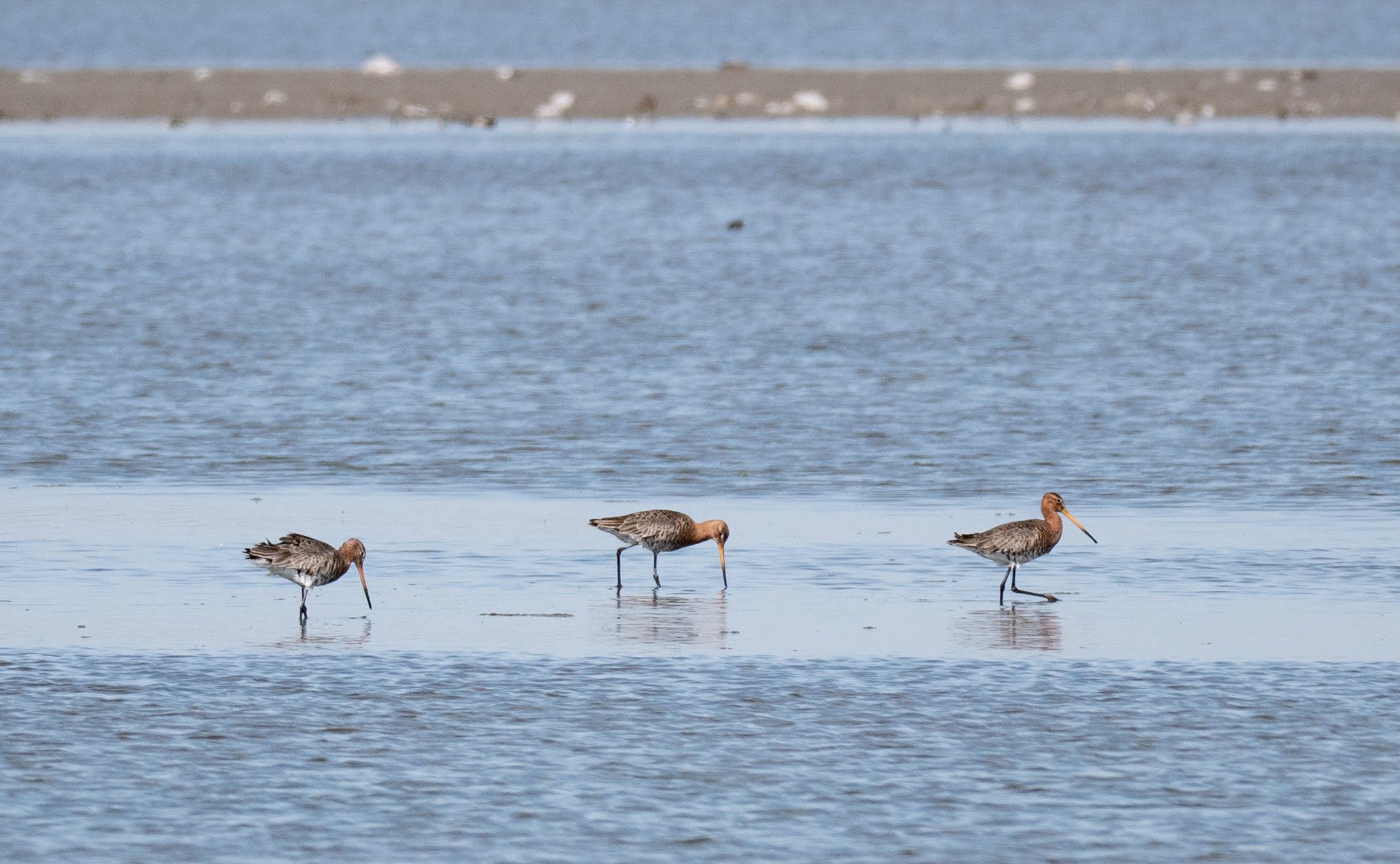 Black-tailed Godwit