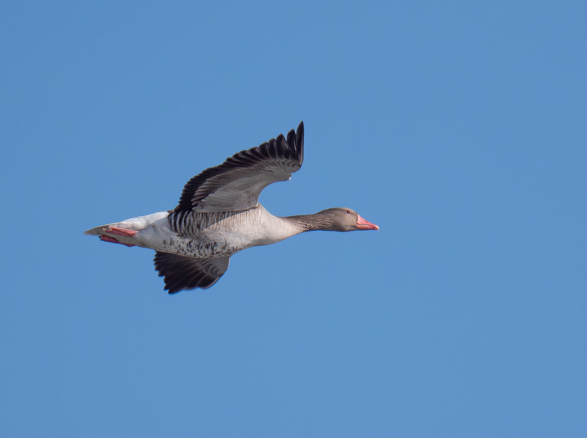 Greylag Goose