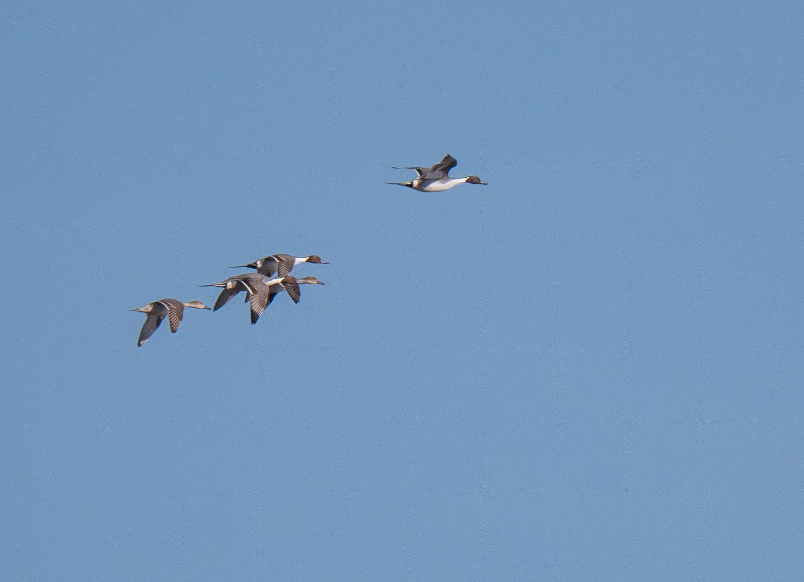 Northern Pintail