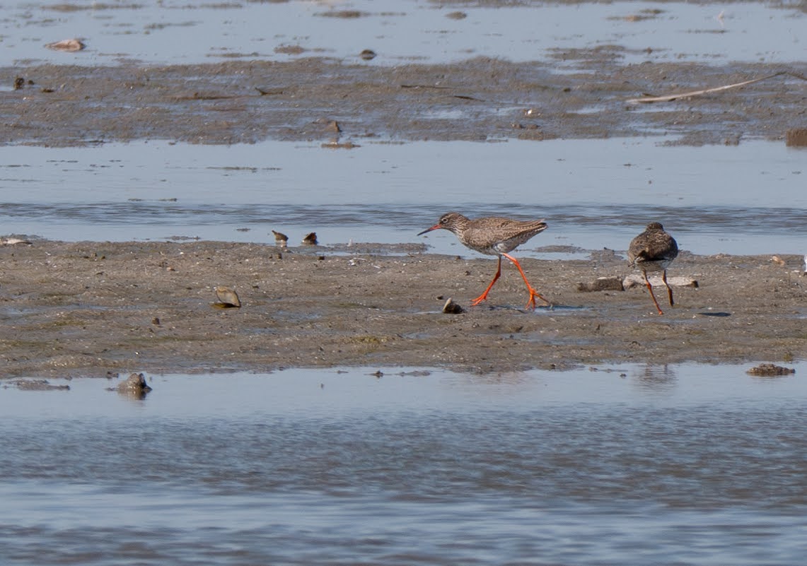Common Redshank